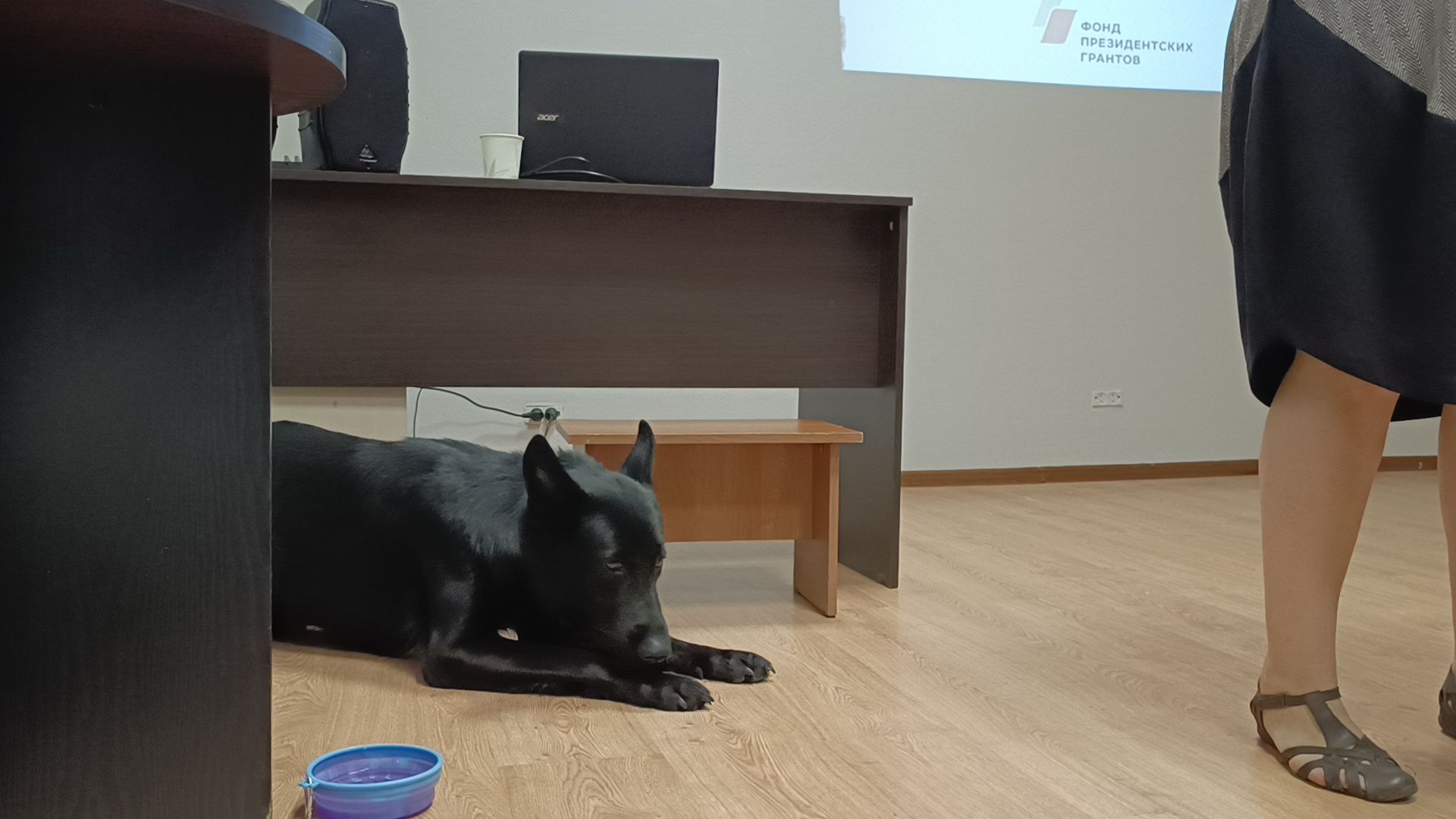 собака, лекция, библиотека,