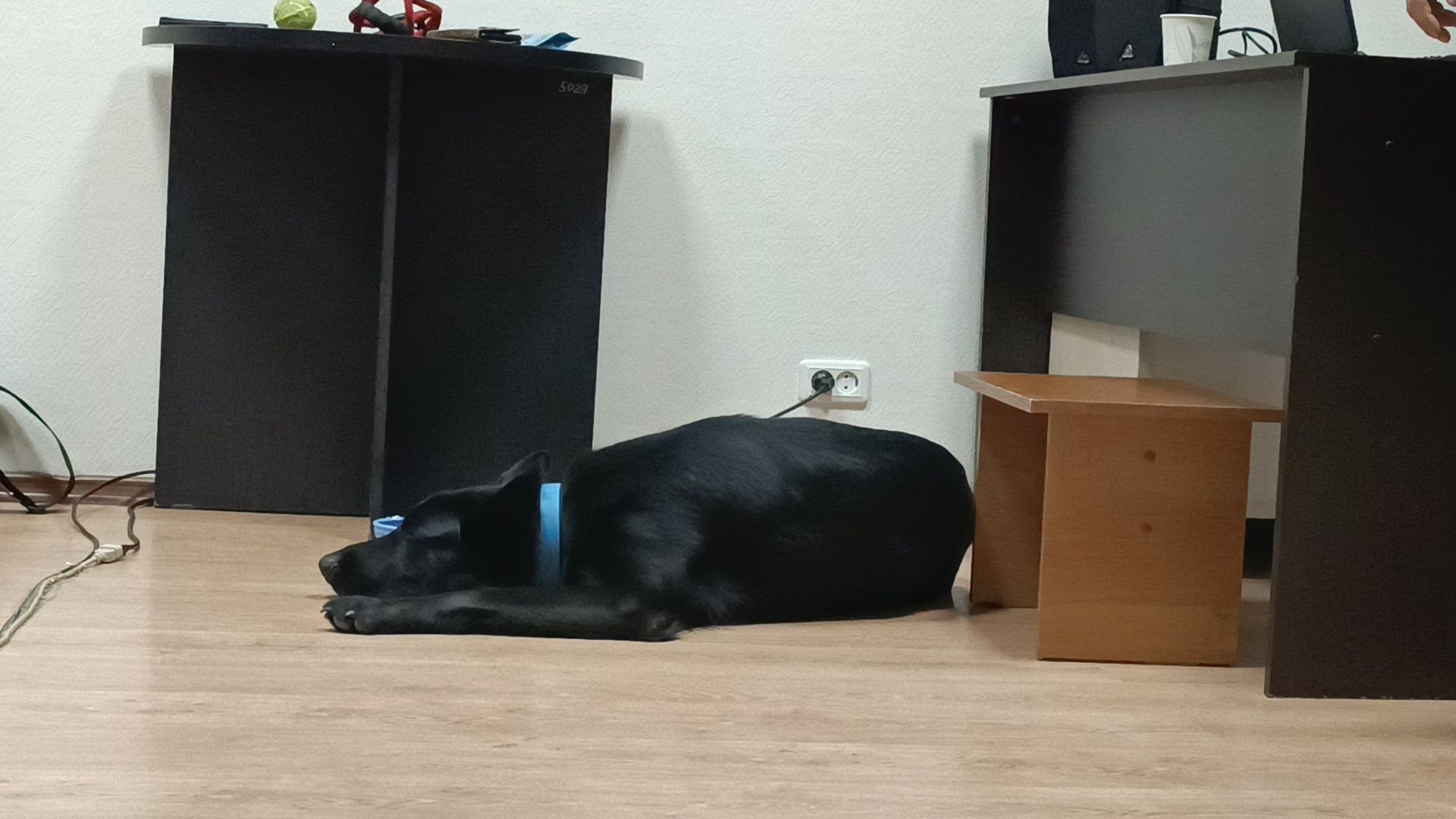 собака, лекция, библиотека,