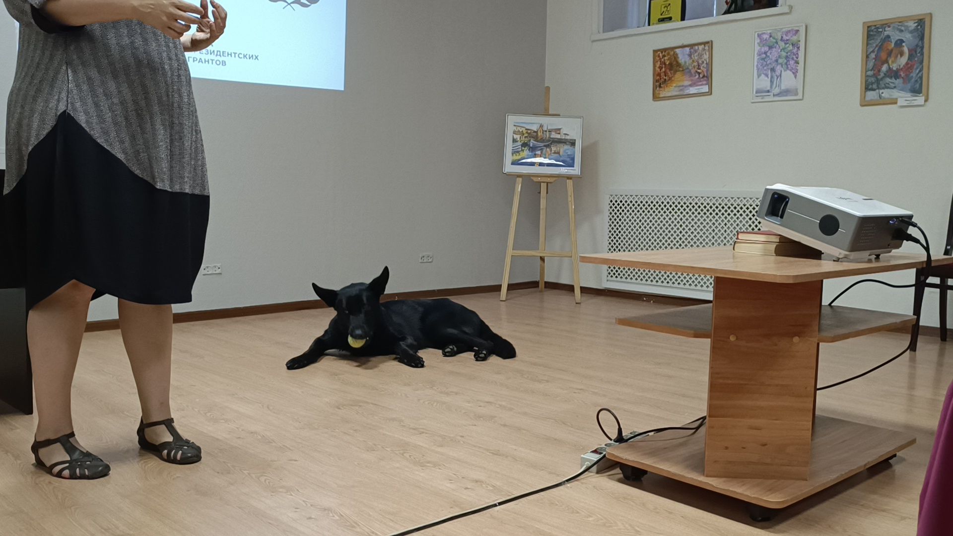 собака, лекция, библиотека,