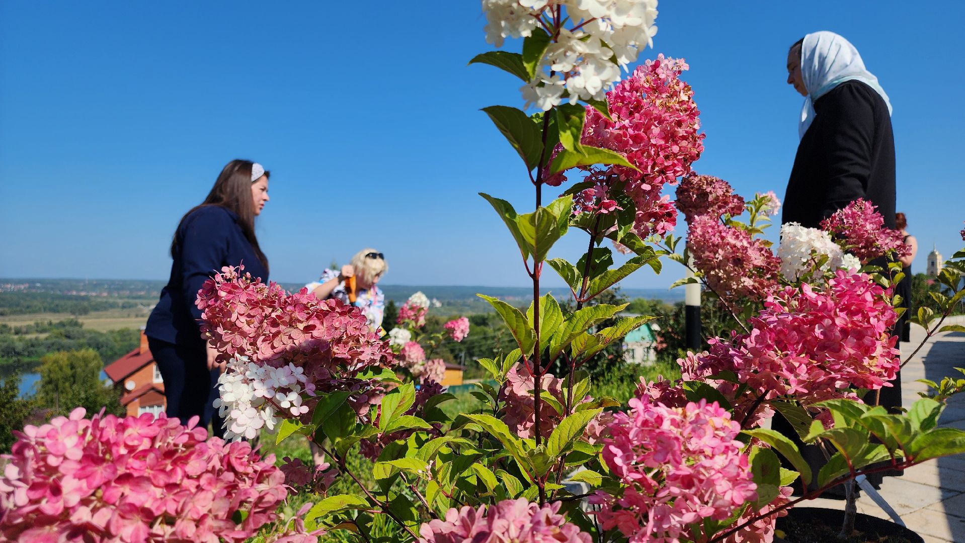 кашира, благоустройство, никитский монастырь, гортензии,