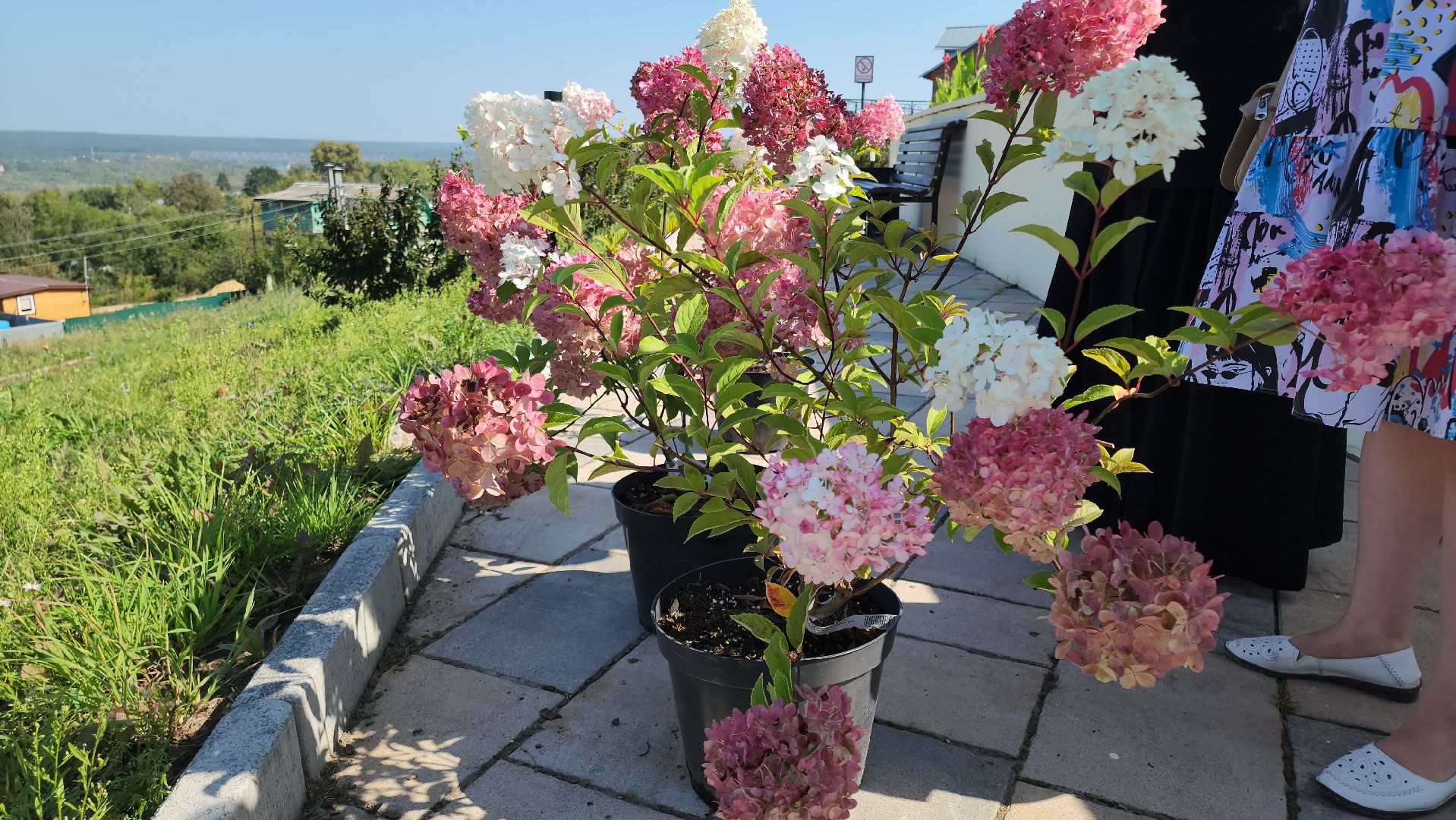 кашира, благоустройство, никитский монастырь, гортензии,