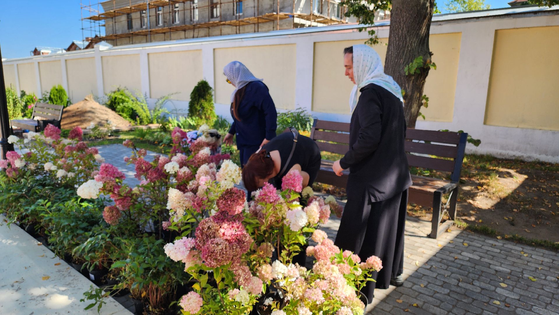 кашира, благоустройство, никитский монастырь, гортензии,