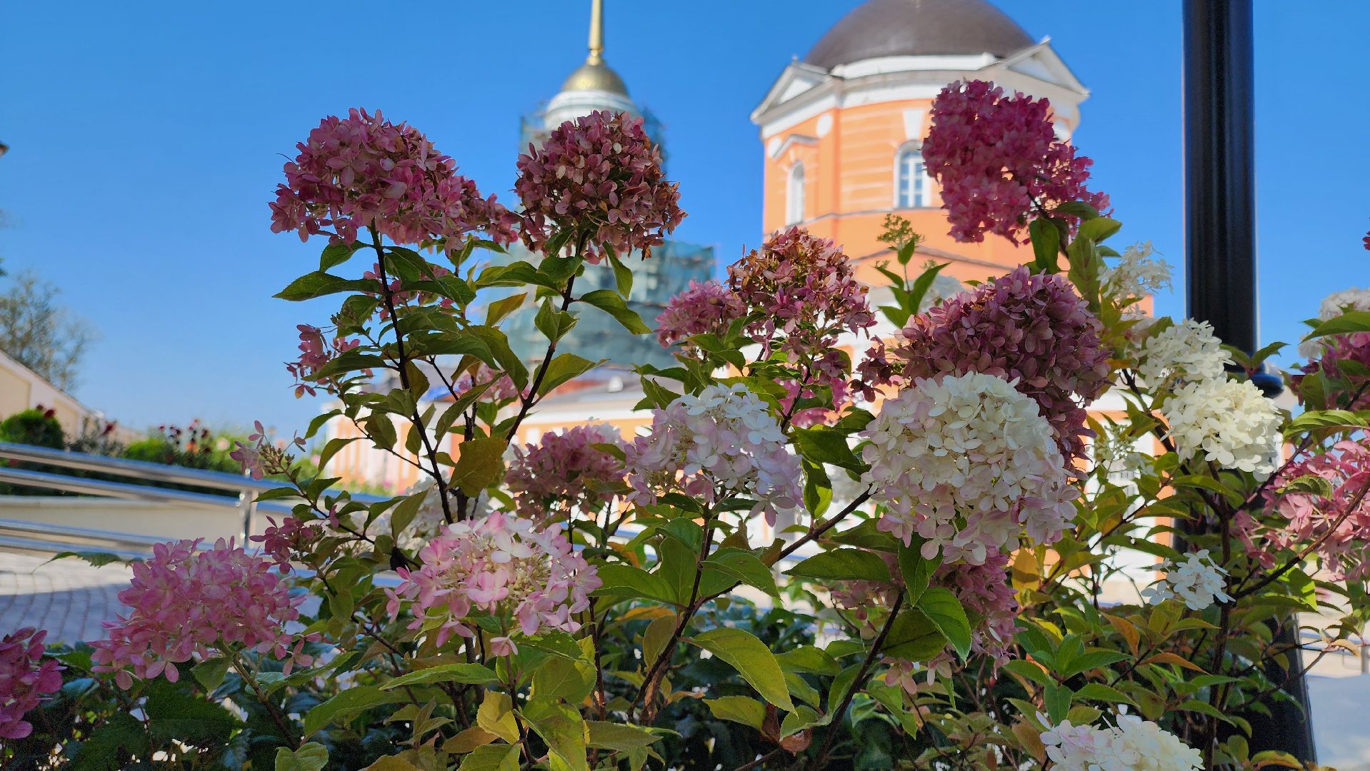 кашира, благоустройство, никитский монастырь, гортензии,