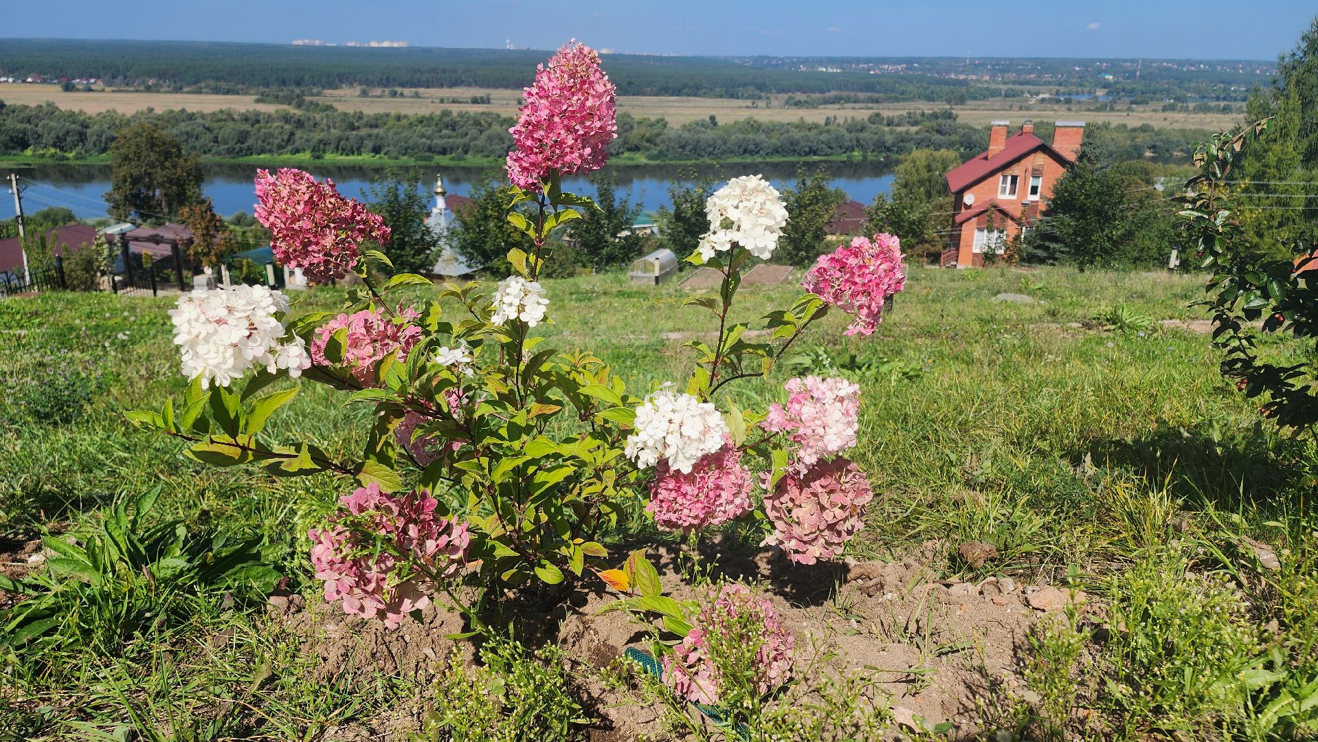 кашира, благоустройство, никитский монастырь, гортензии,