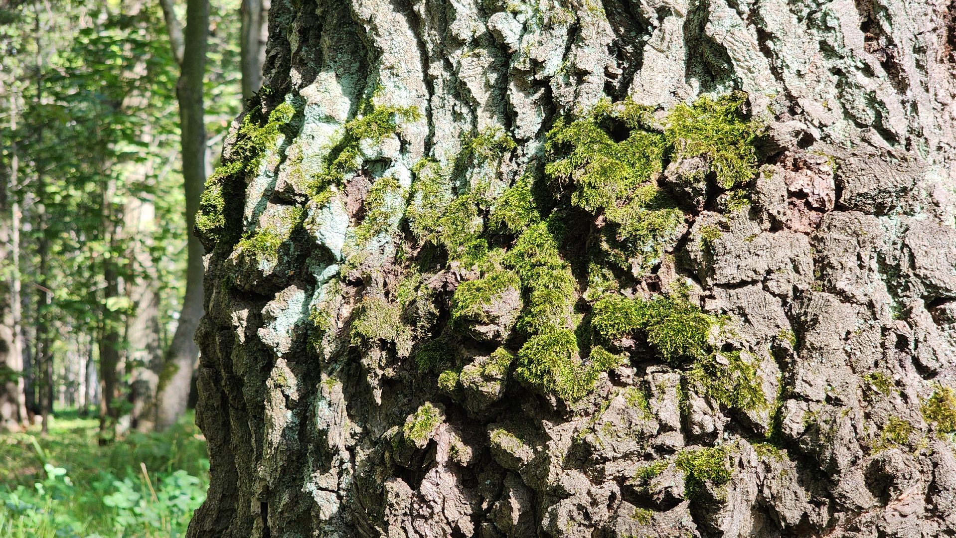 ступино, образование подмосковья, центр островок, дополнительное образование,