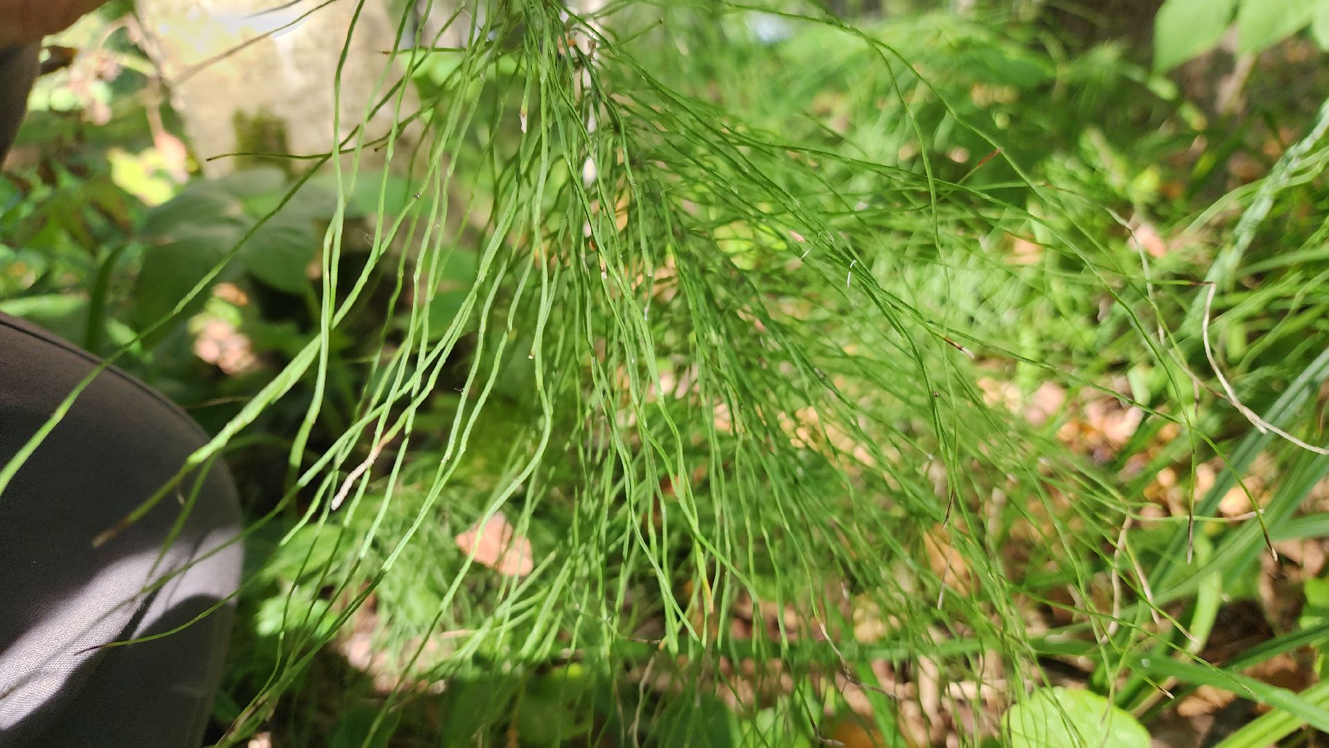 ступино, образование подмосковья, центр островок, дополнительное образование,