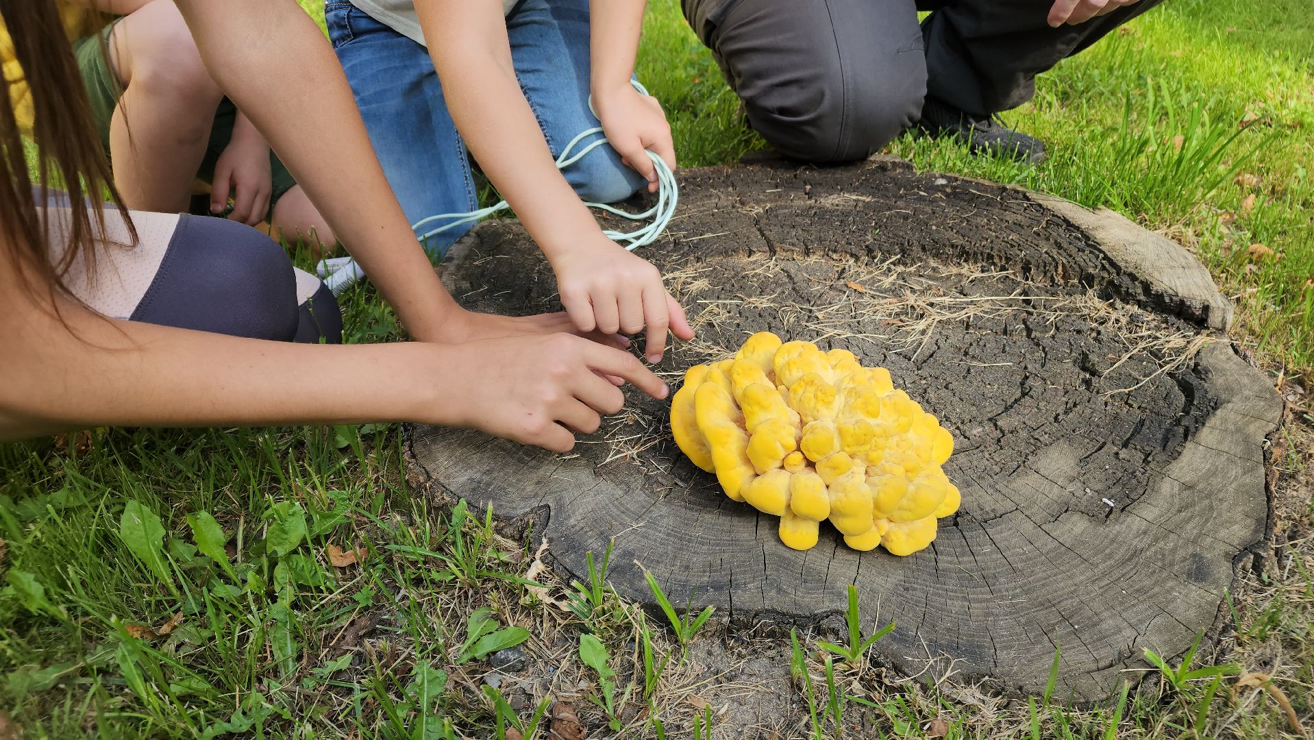 ступино, образование подмосковья, центр островок, дополнительное образование,