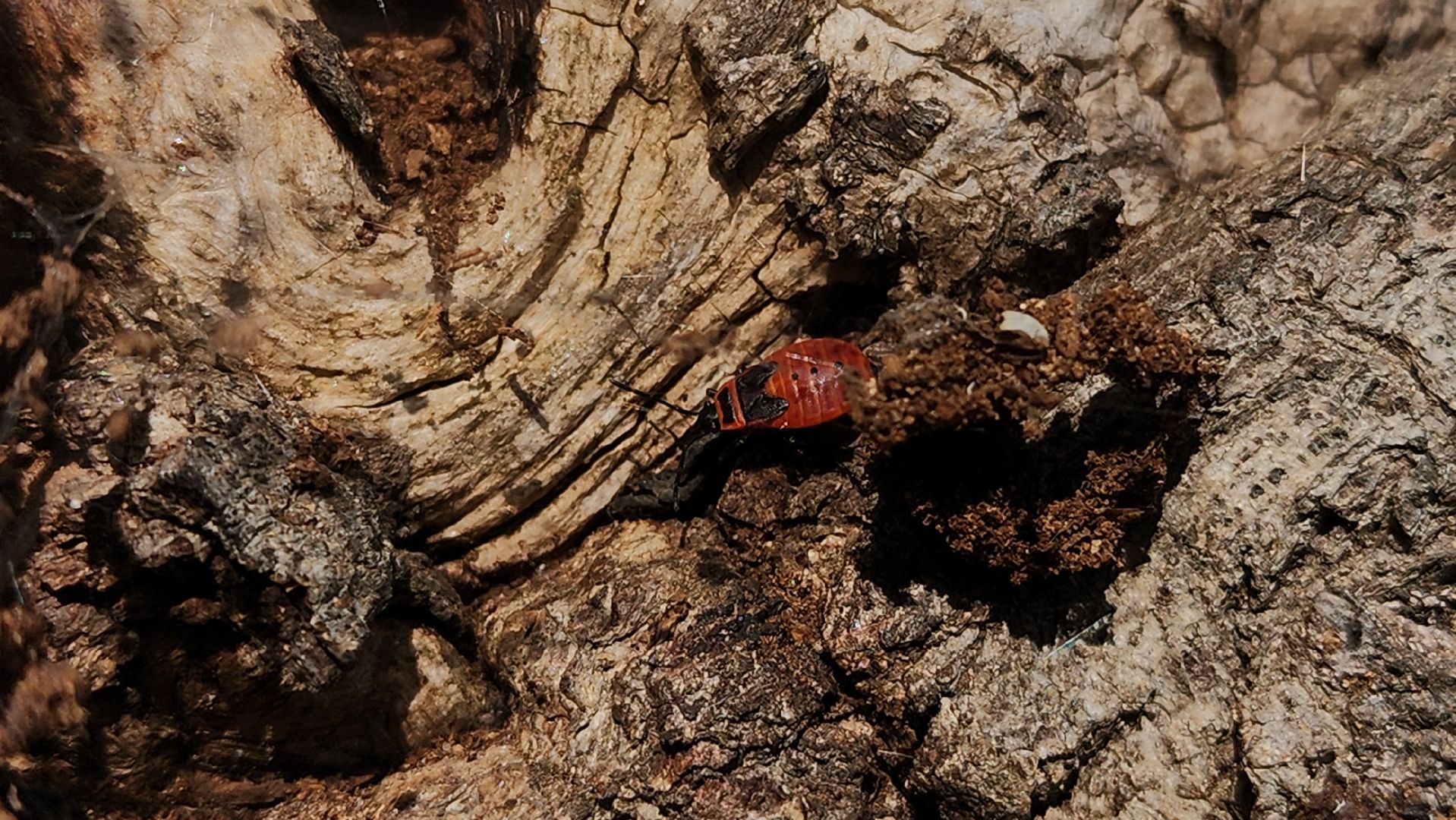 ступино, образование подмосковья, центр островок, дополнительное образование,