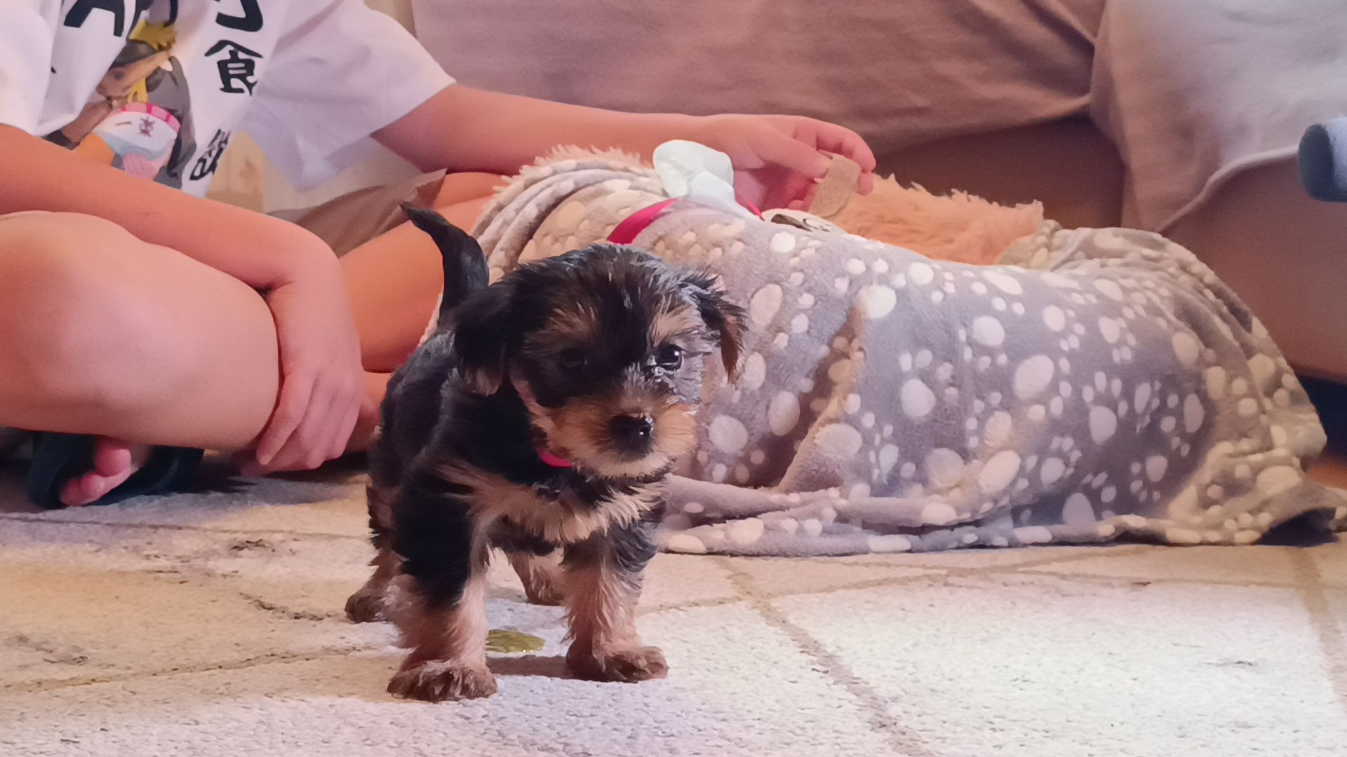 собака, лобня, президент рф,