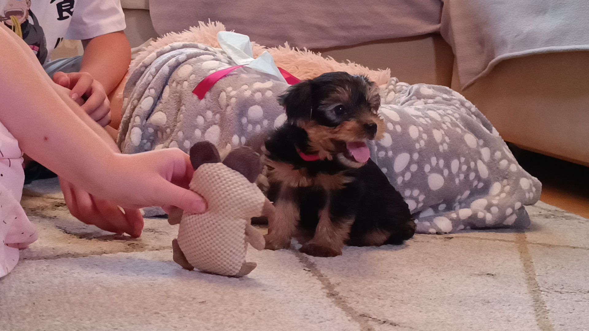 собака, лобня, президент рф,