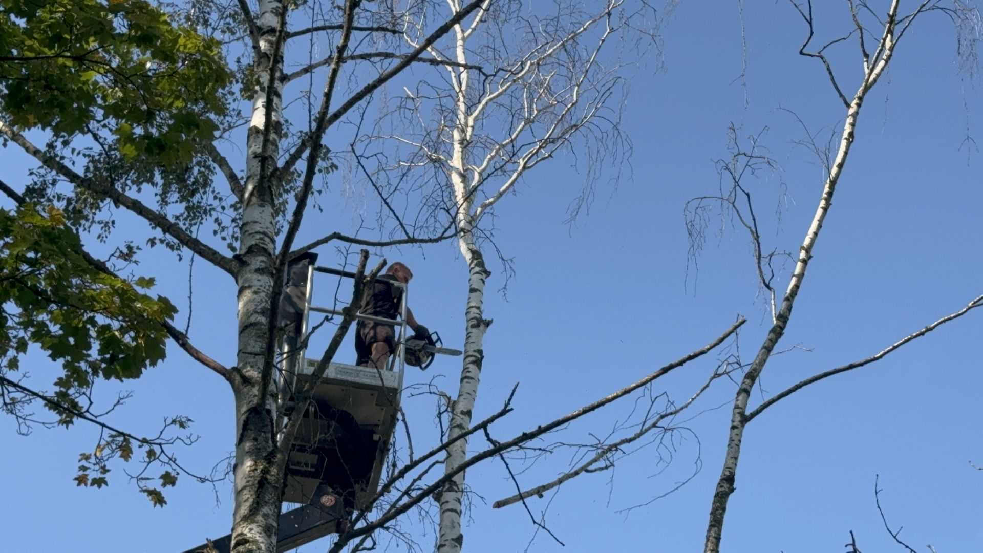 Солнечногорск, опиловка деревьев, рабочие, Жители, сухие деревья,