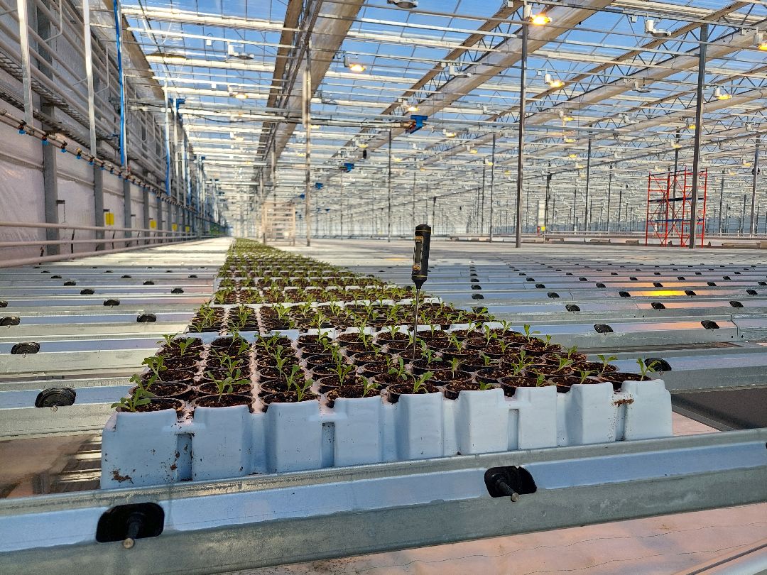 сельское хозяйство, импортозамещение, продукты, Воскресенск, листовой салат