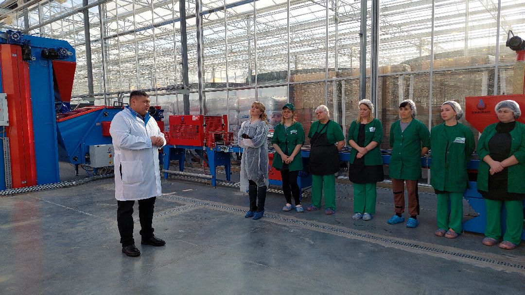 сельское хозяйство, импортозамещение, продукты, Воскресенск, листовой салат