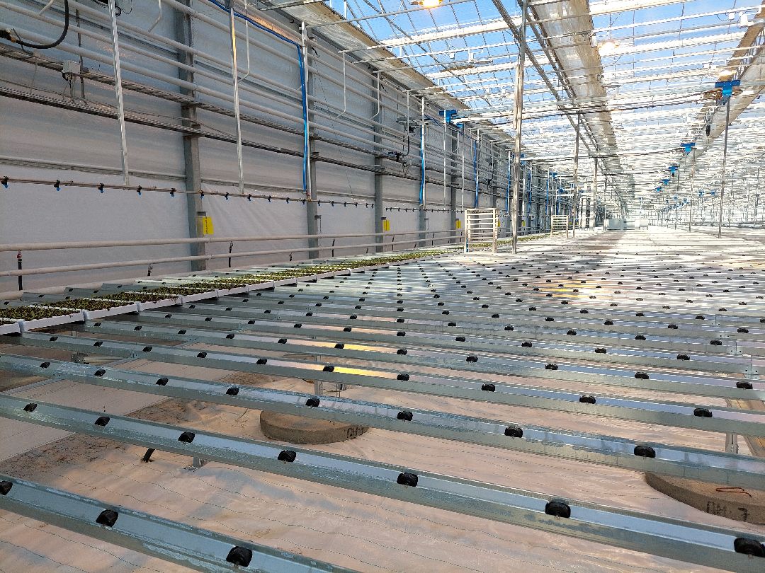 сельское хозяйство, импортозамещение, продукты, Воскресенск, листовой салат