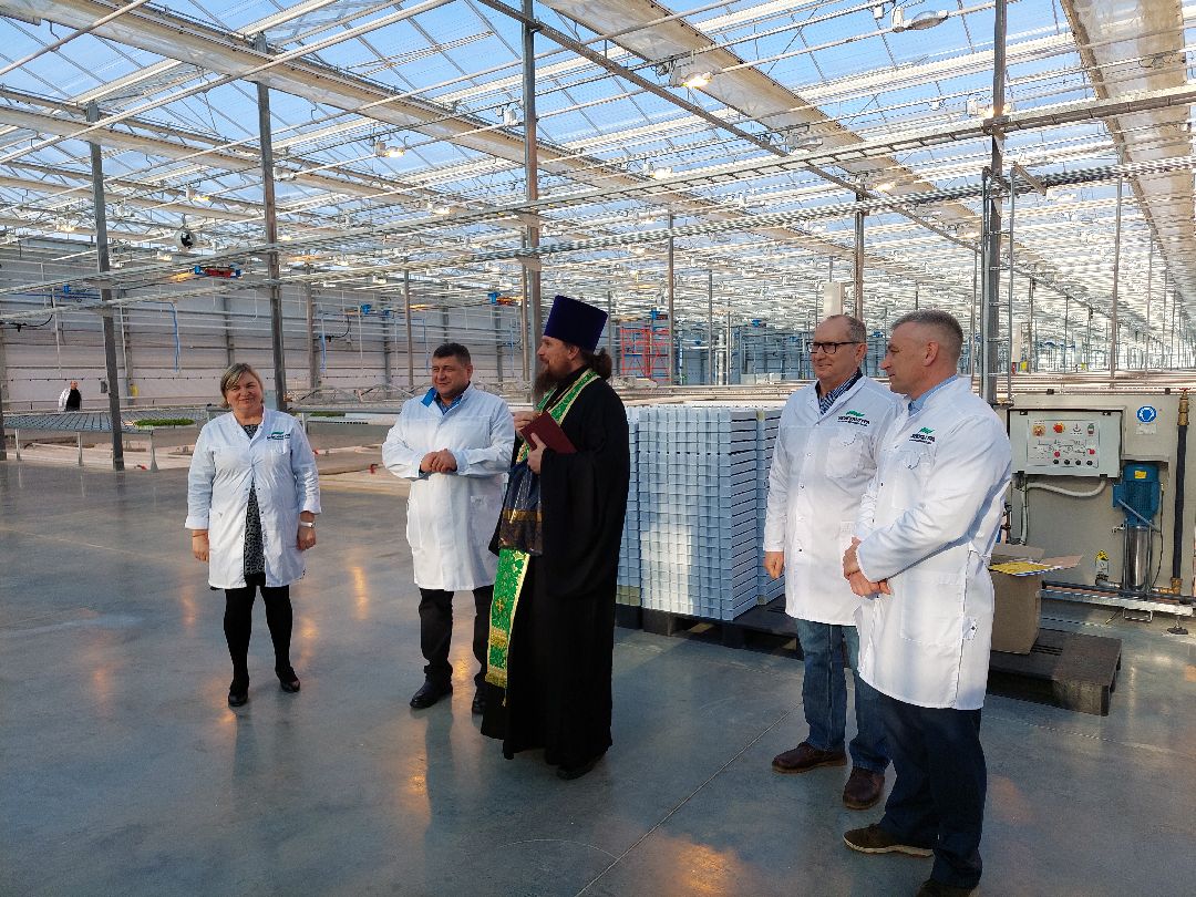 сельское хозяйство, импортозамещение, продукты, Воскресенск, листовой салат