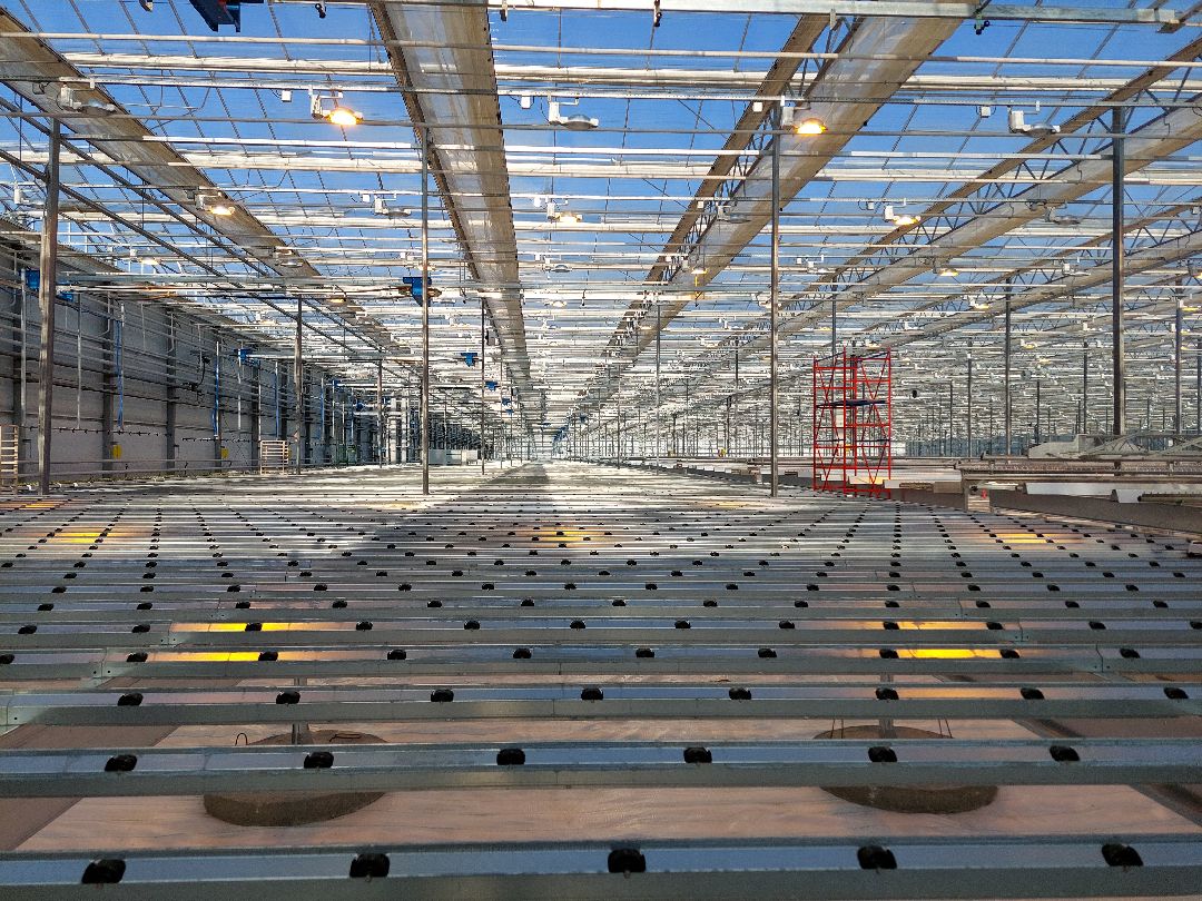 сельское хозяйство, импортозамещение, продукты, Воскресенск, листовой салат