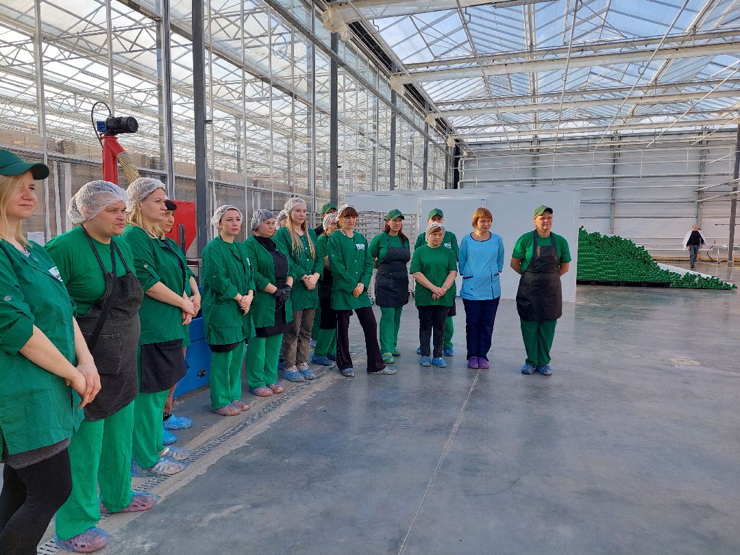 сельское хозяйство, импортозамещение, продукты, Воскресенск, листовой салат