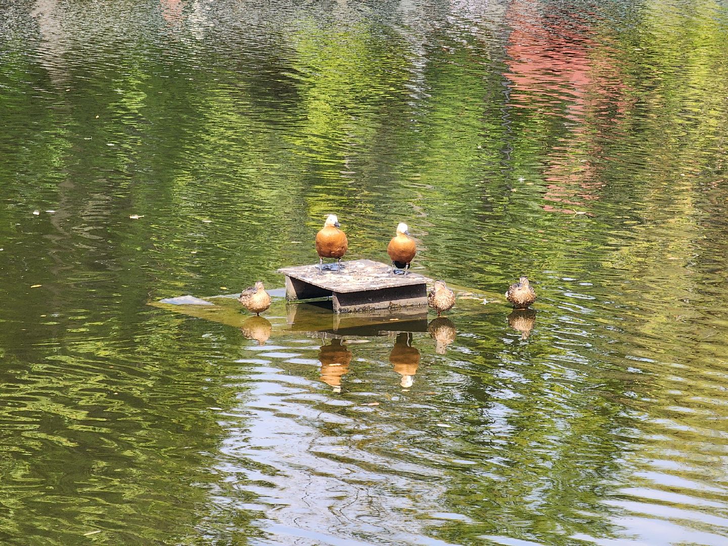 одинцово, немчиновка, жкх, экология, стоки, ливневая канализация, пруд,