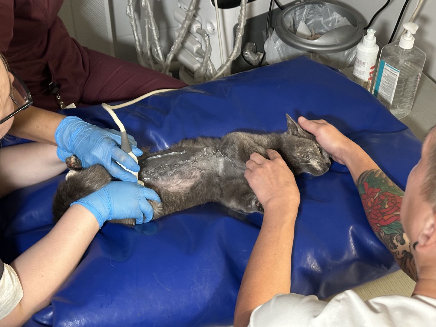 вет станция, ветеринарная клиника, мытищи,