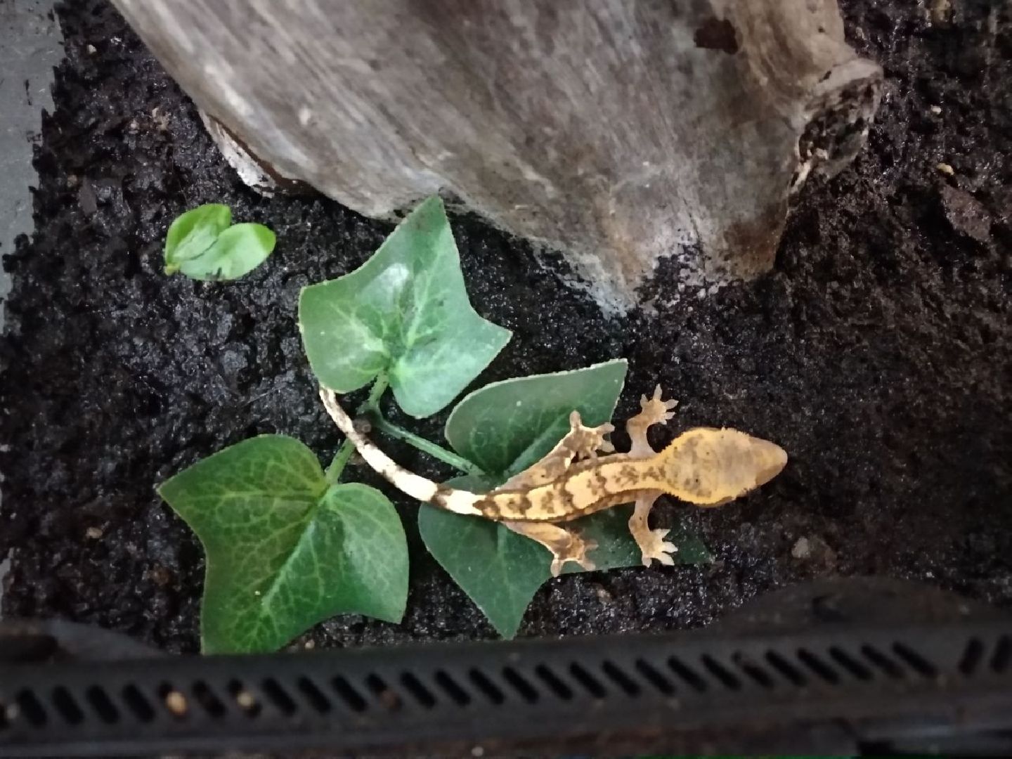 Дмитров, зооферма Шихово, Минсельхоз МО