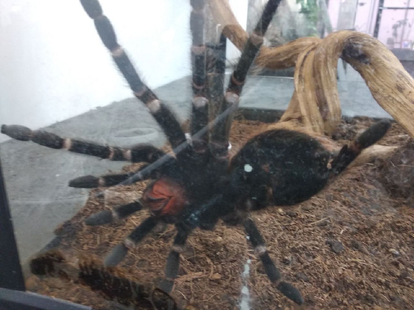 Дмитров, зооферма Шихово, Минсельхоз МО