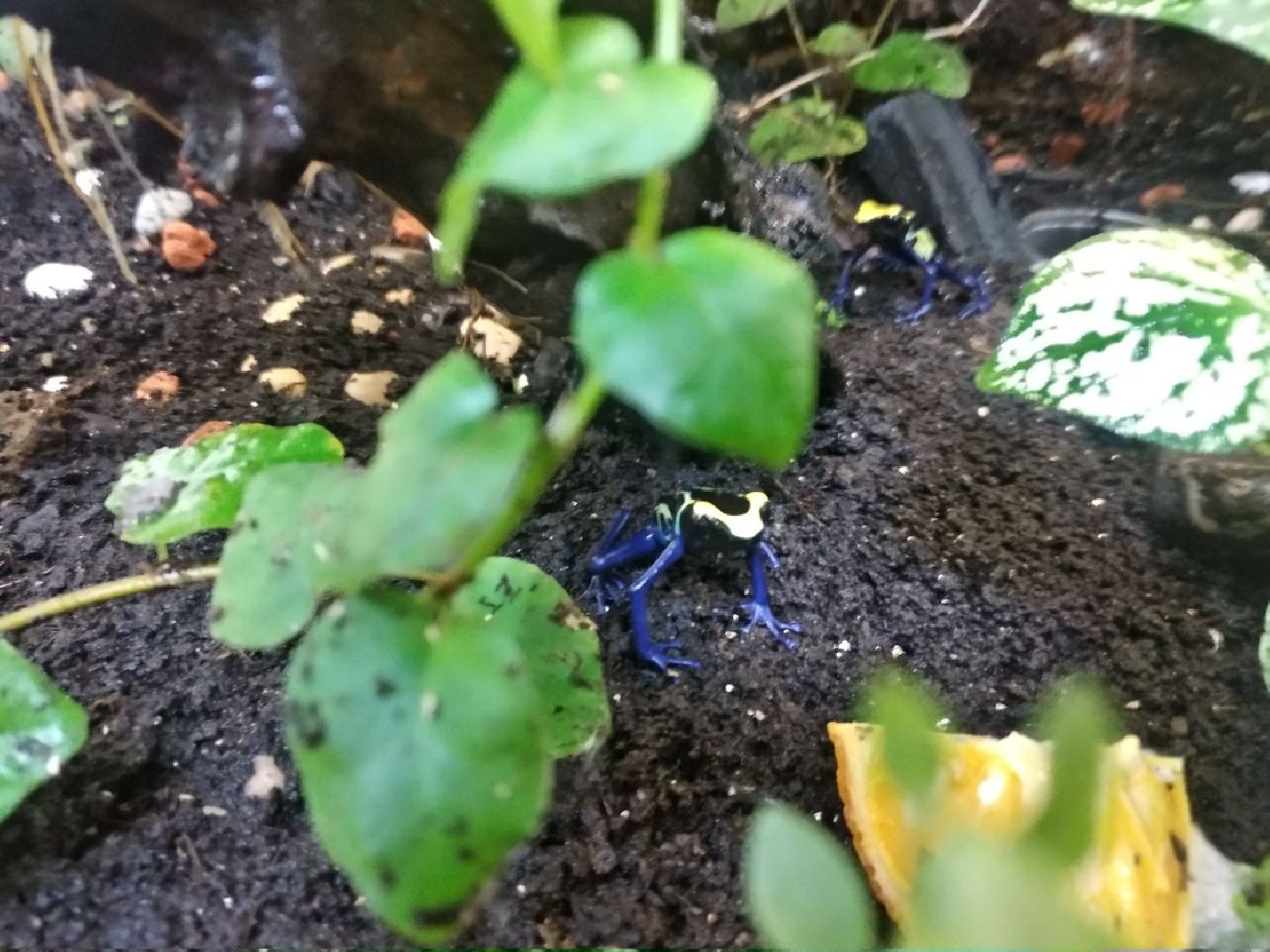 Дмитров, зооферма Шихово, Минсельхоз МО