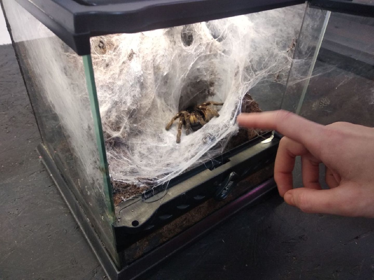 Дмитров, зооферма Шихово, Минсельхоз МО