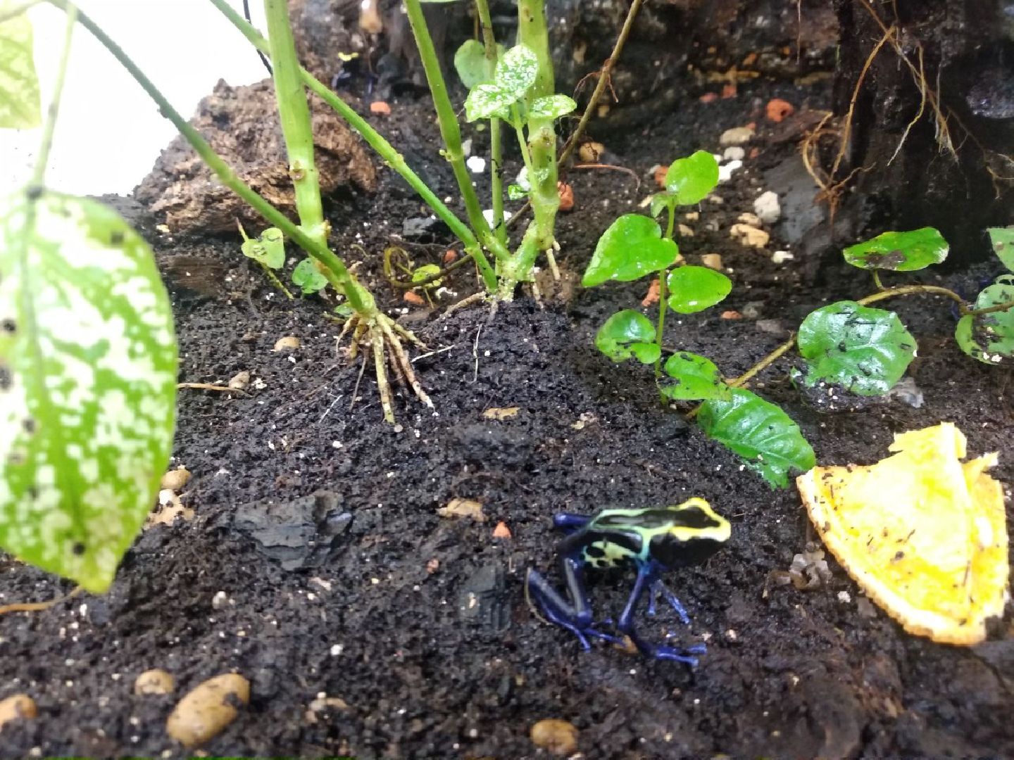 Дмитров, зооферма Шихово, Минсельхоз МО