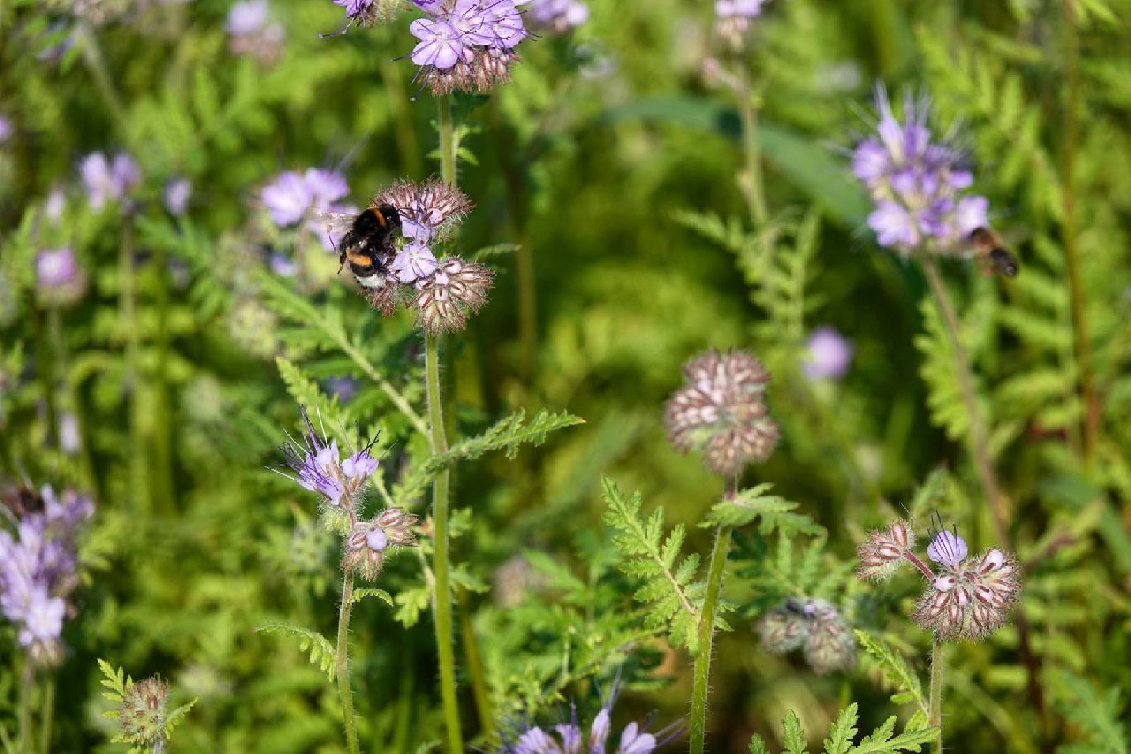 Благоустройство, Сквер, Сергиево-Посадский городской округ, Перемены,