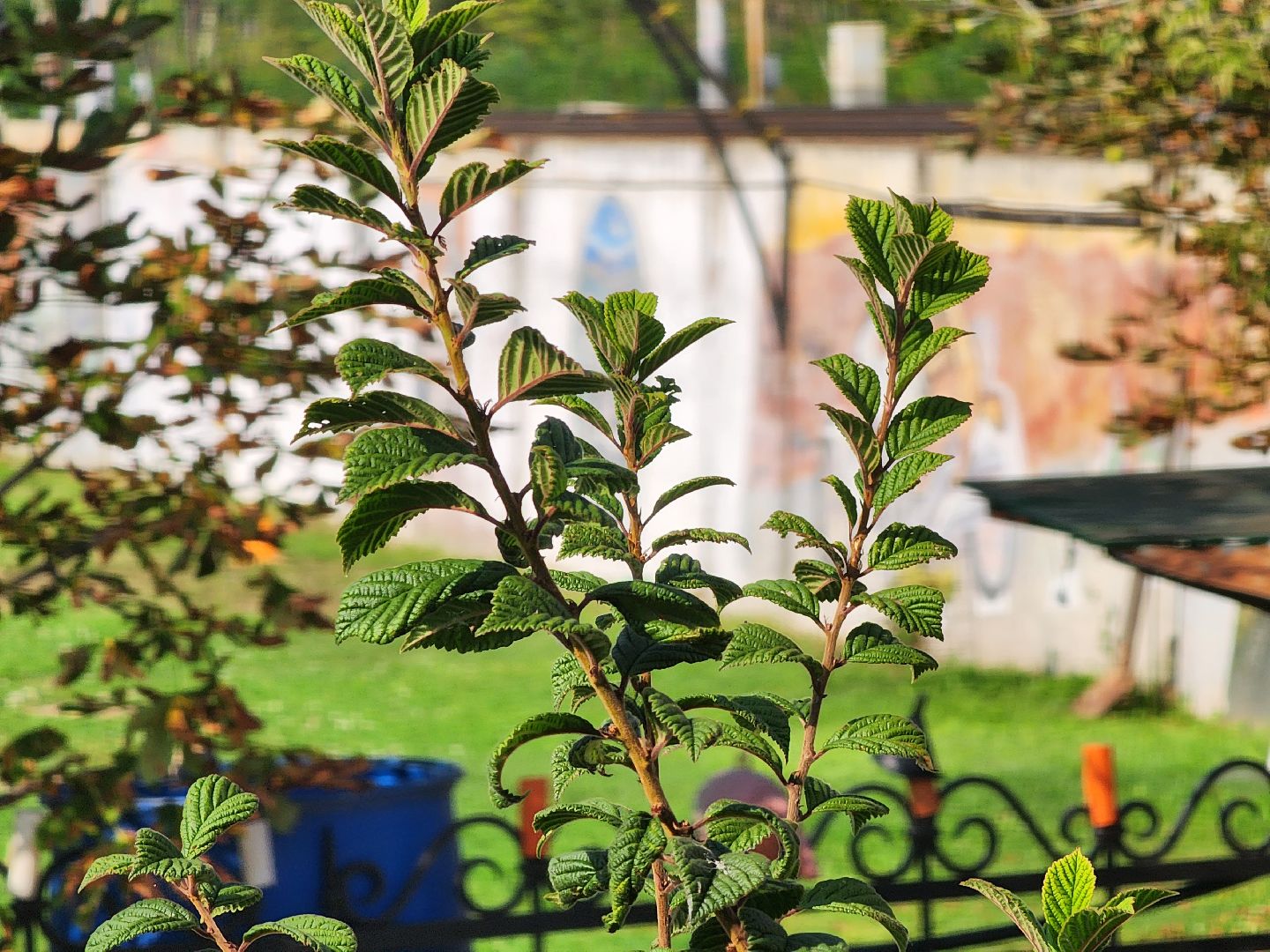 долгопрудный, кинологи, цветник, 67 летие Долгопрудного, X Легион,конкурс по благоустройству,