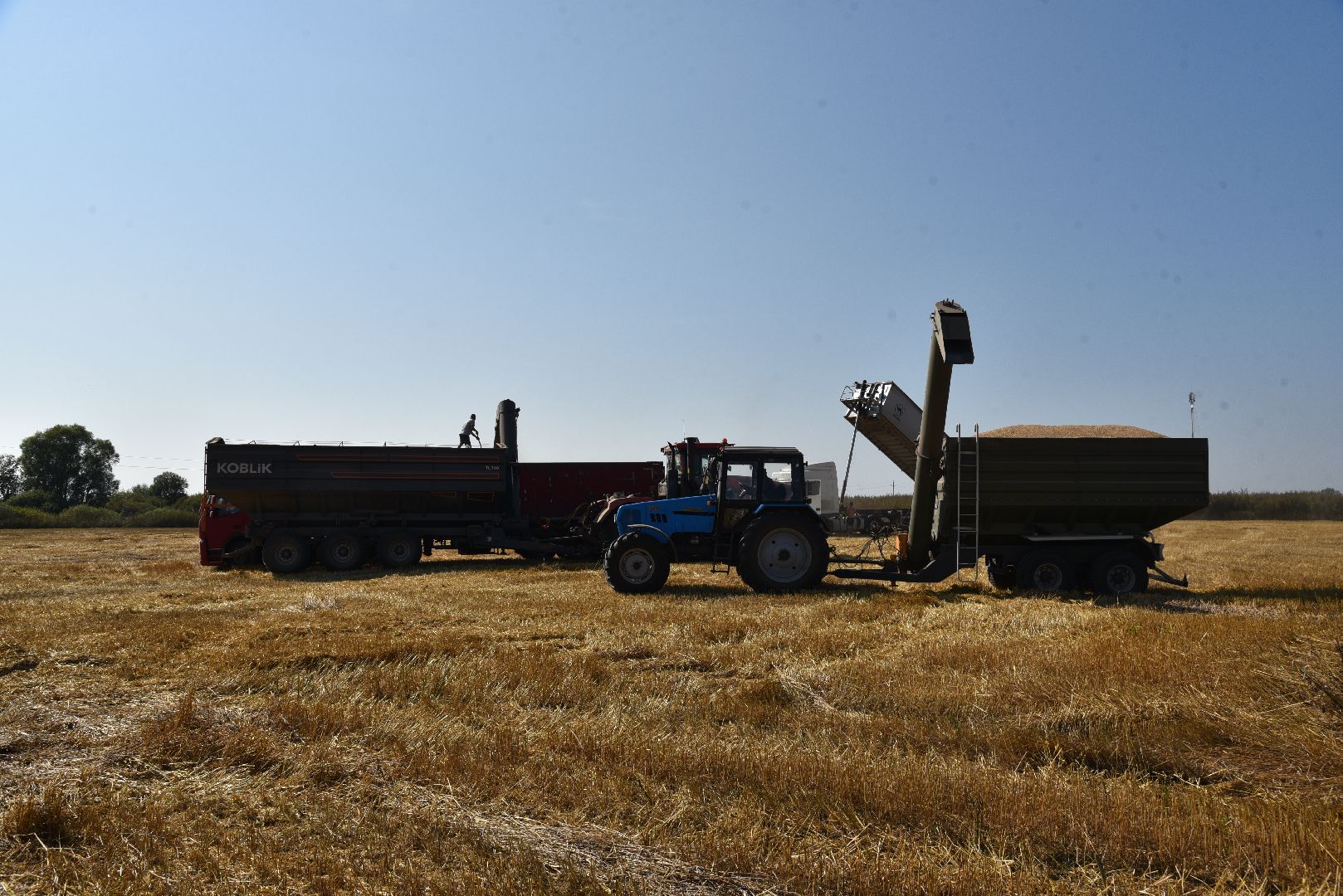 лотошино, сельское хозяйство, уборка урожая, урожай 2024,