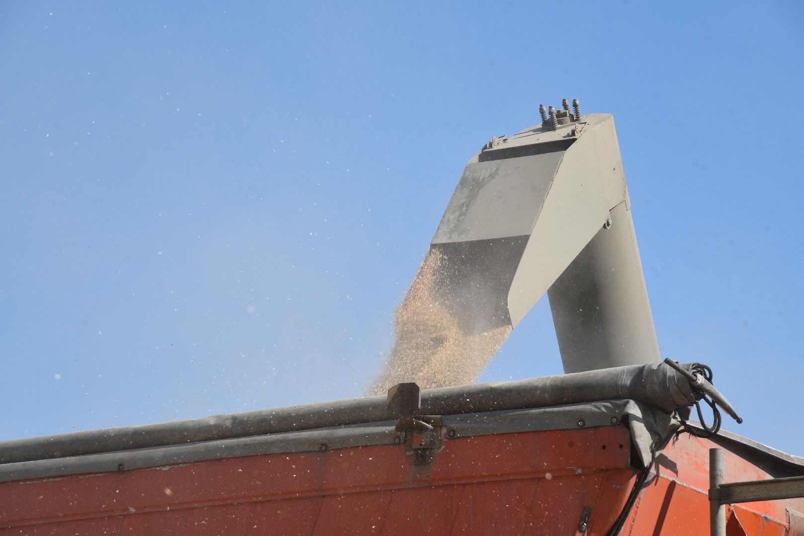 лотошино, сельское хозяйство, уборка урожая, урожай 2024,