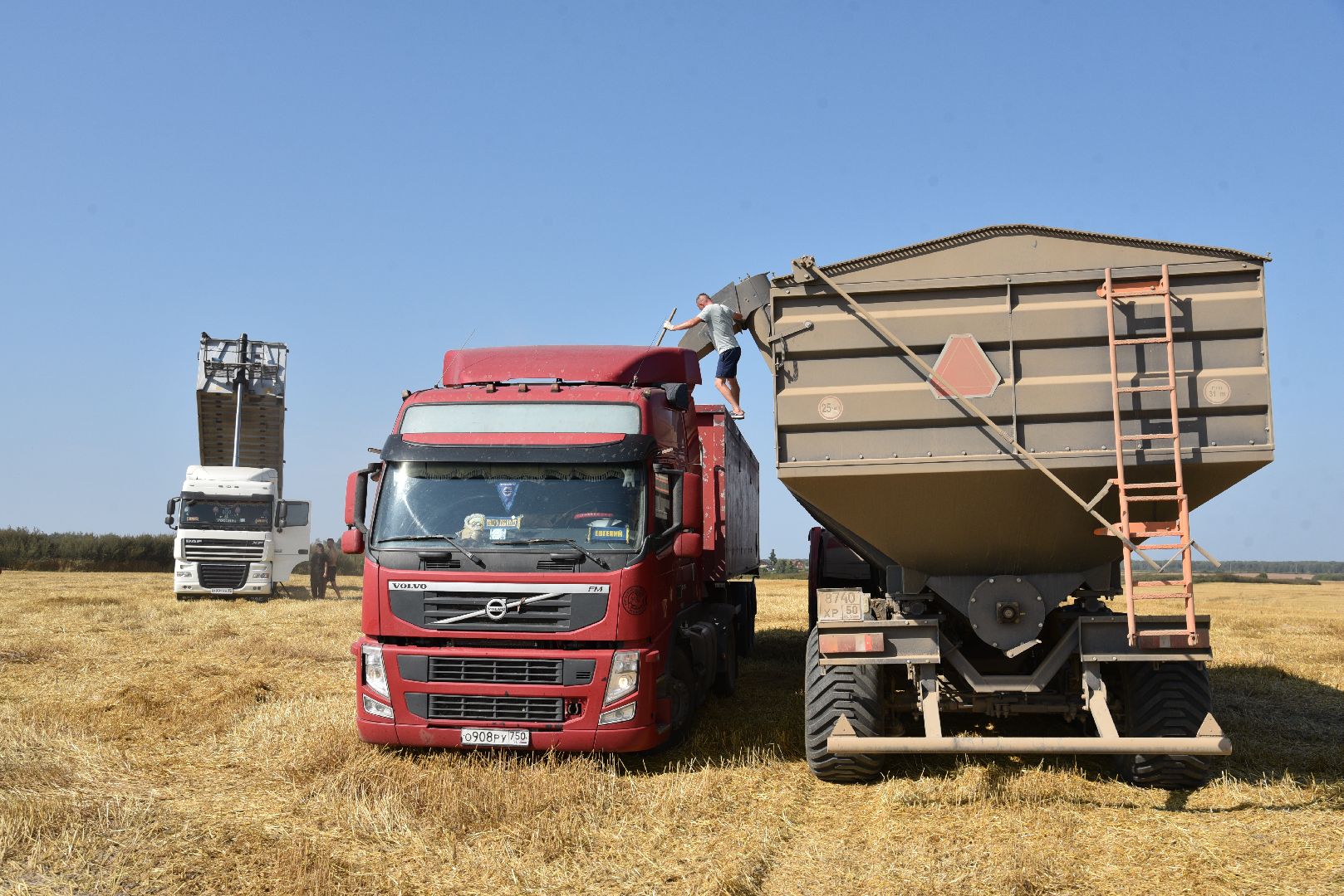 лотошино, сельское хозяйство, уборка урожая, урожай 2024,