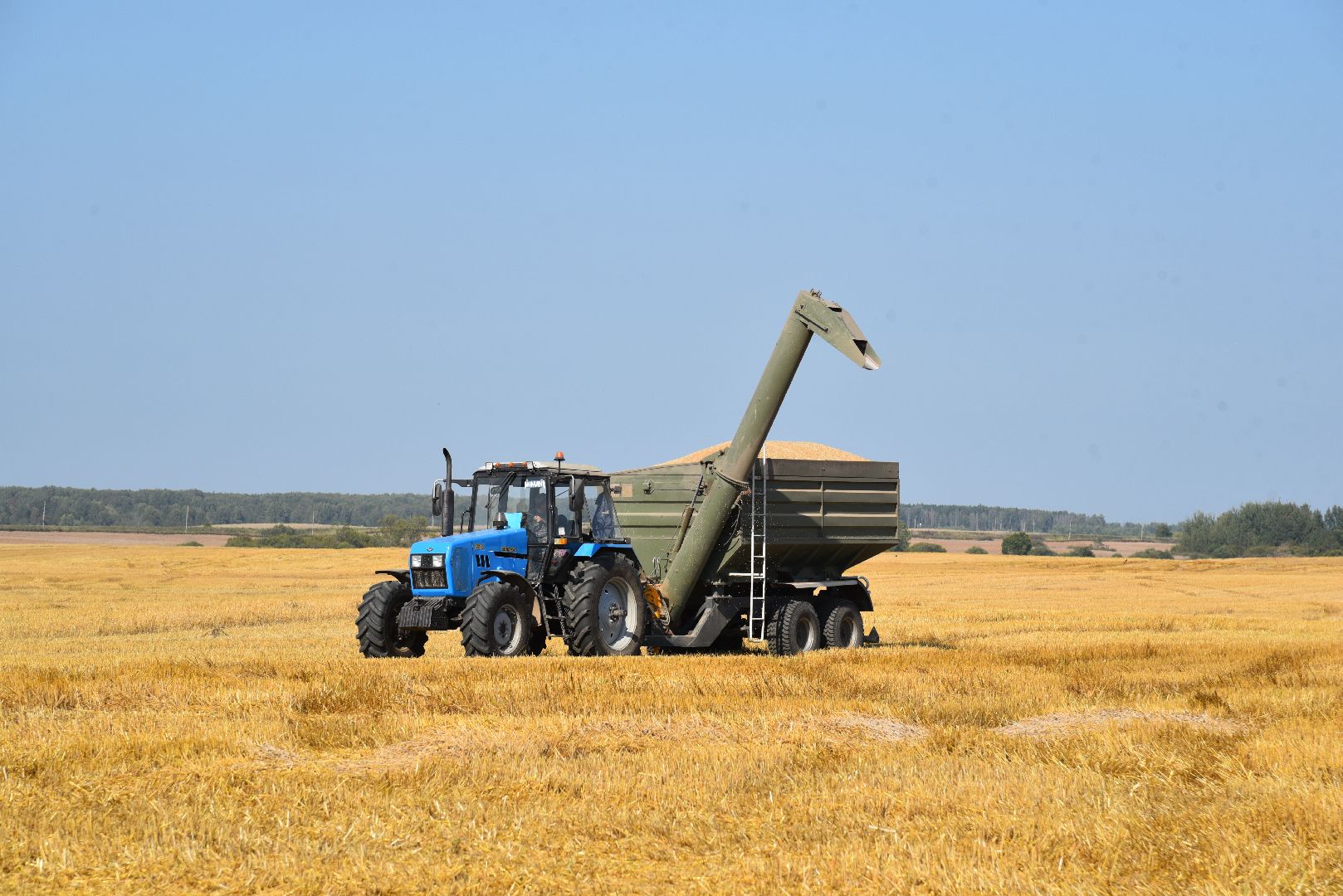 лотошино, сельское хозяйство, уборка урожая, урожай 2024,