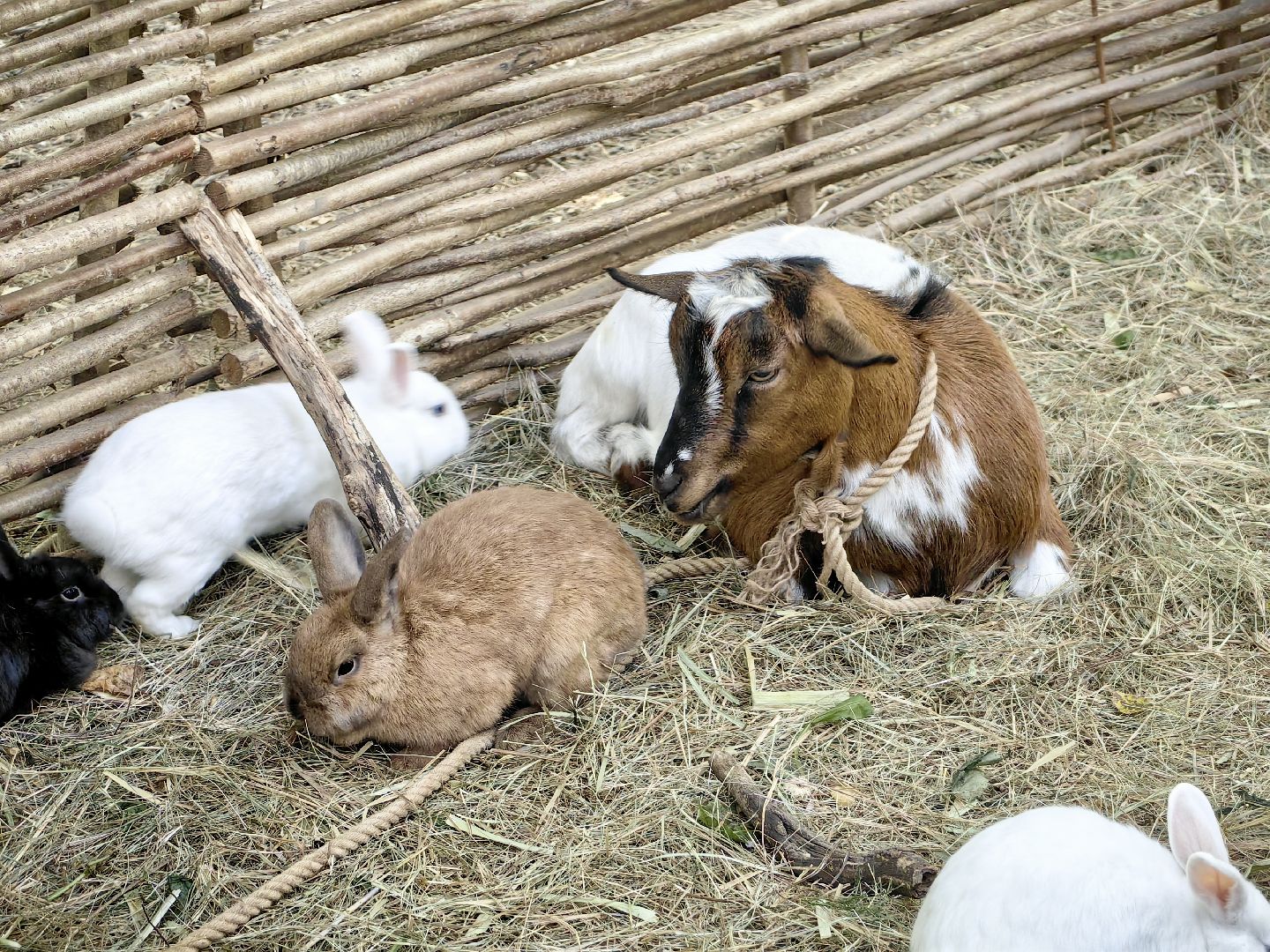 кинопоказ, фестиваль Русской культуры, ТРАДИЦИИ, мини-зоопарк с животными, фотозоны, Роспись по дереву,