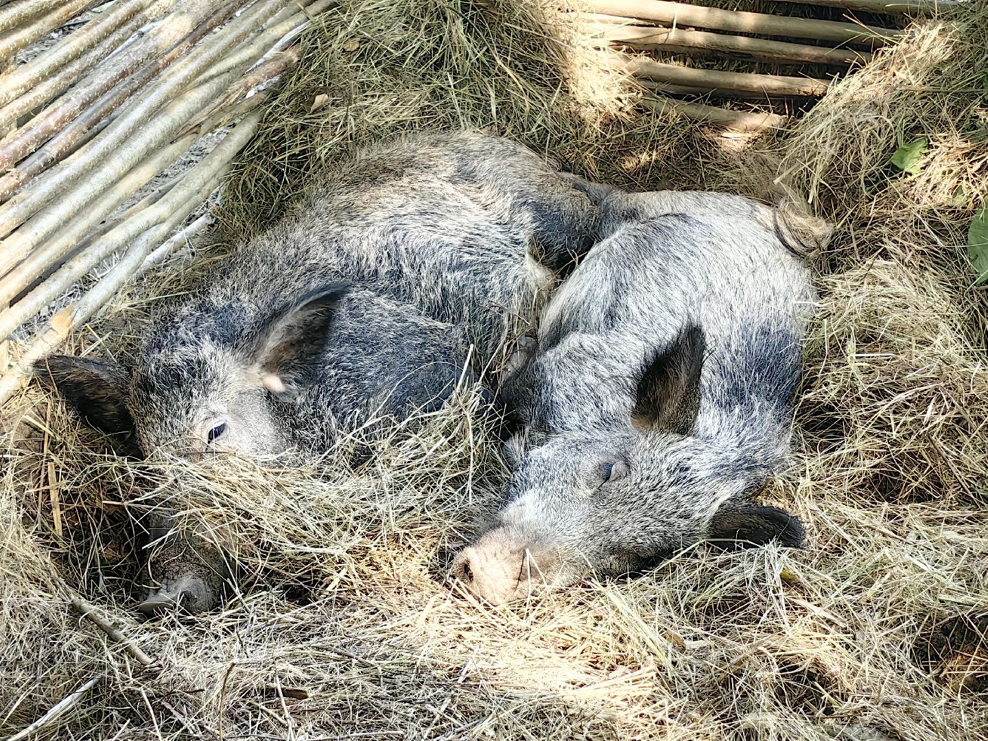 кинопоказ, фестиваль Русской культуры, ТРАДИЦИИ, мини-зоопарк с животными, фотозоны, Роспись по дереву,