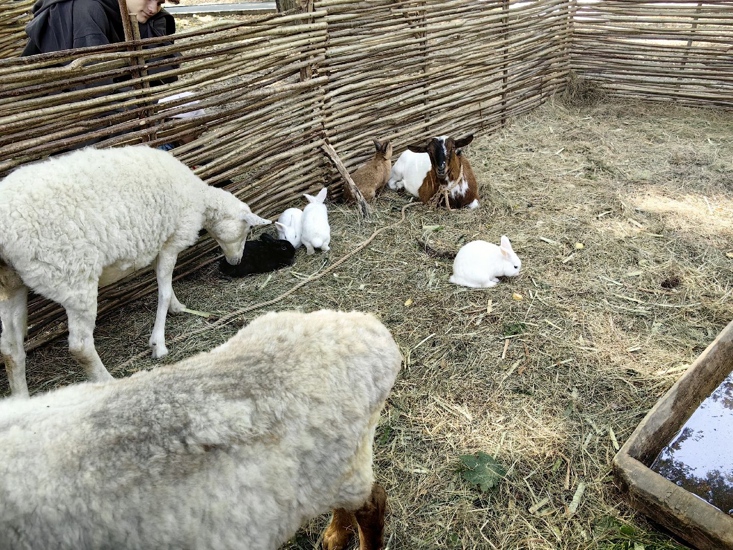 кинопоказ, фестиваль Русской культуры, ТРАДИЦИИ, мини-зоопарк с животными, фотозоны, Роспись по дереву,