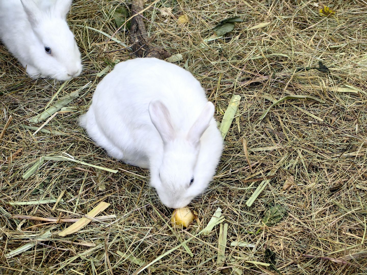 кинопоказ, фестиваль Русской культуры, ТРАДИЦИИ, мини-зоопарк с животными, фотозоны, Роспись по дереву,