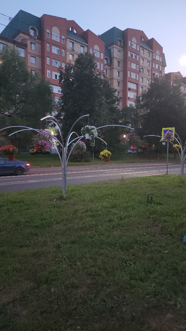 долгопрудный, проспект пацаева, петунии, хризантемы, вертикальные клумбы,