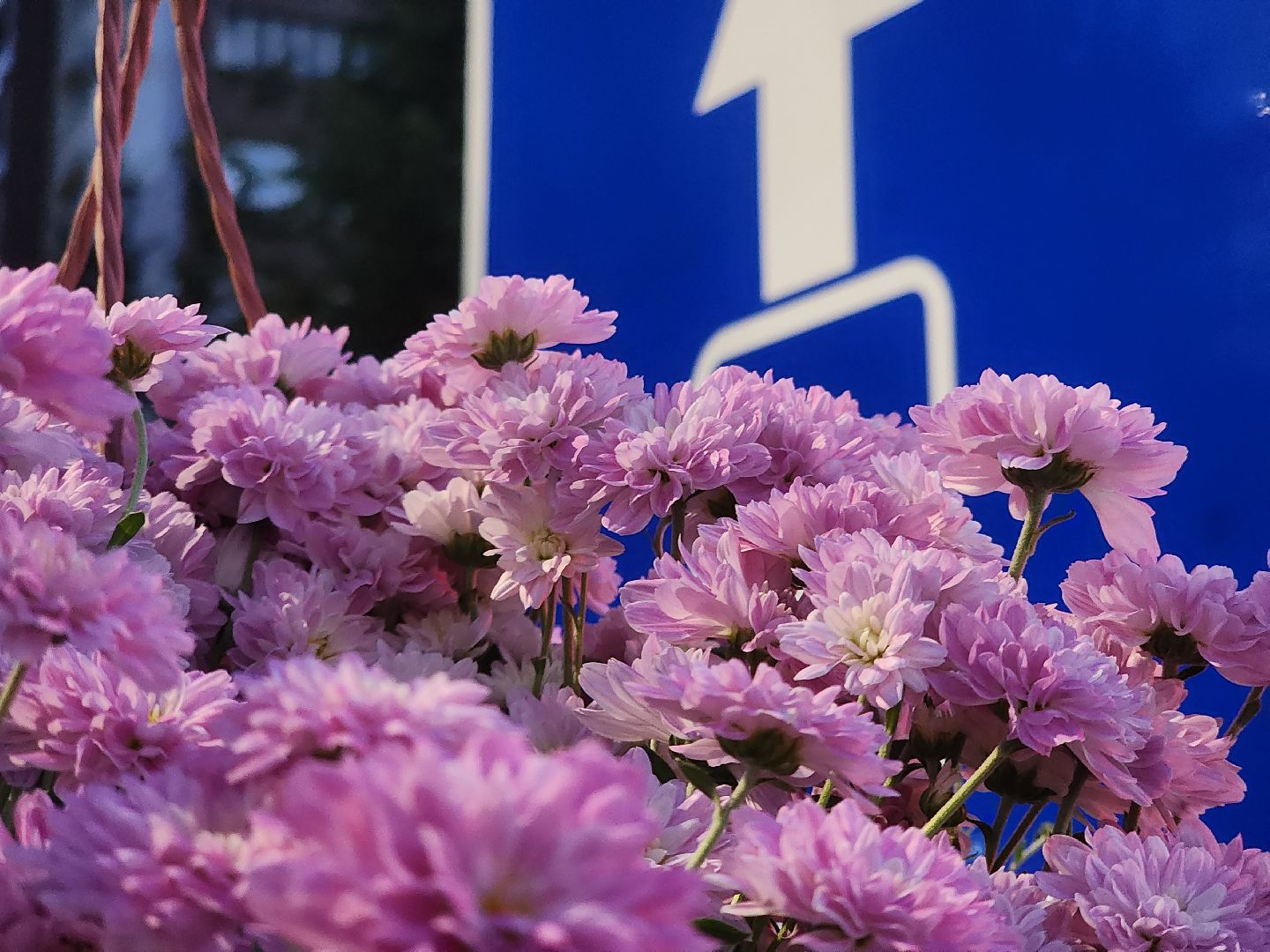 долгопрудный, проспект пацаева, петунии, хризантемы, вертикальные клумбы,