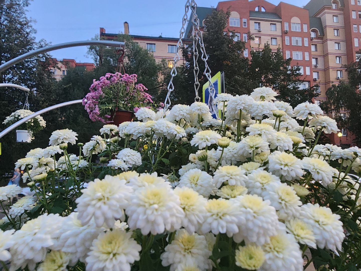 долгопрудный, проспект пацаева, петунии, хризантемы, вертикальные клумбы,