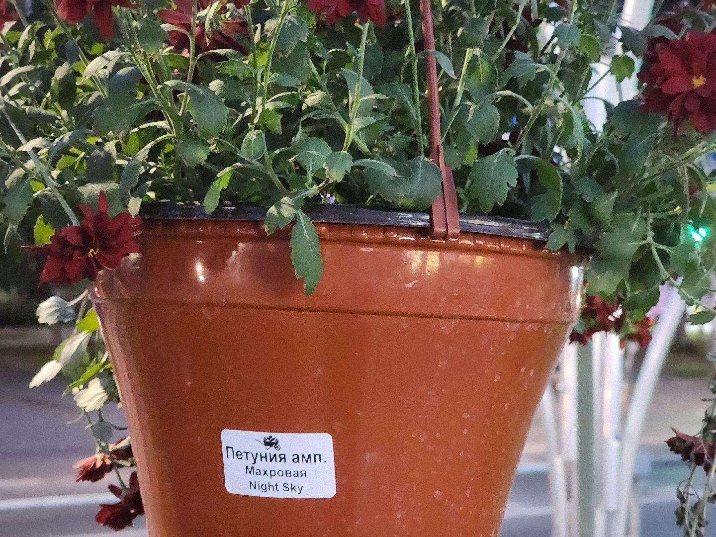 долгопрудный, проспект пацаева, петунии, хризантемы, вертикальные клумбы,