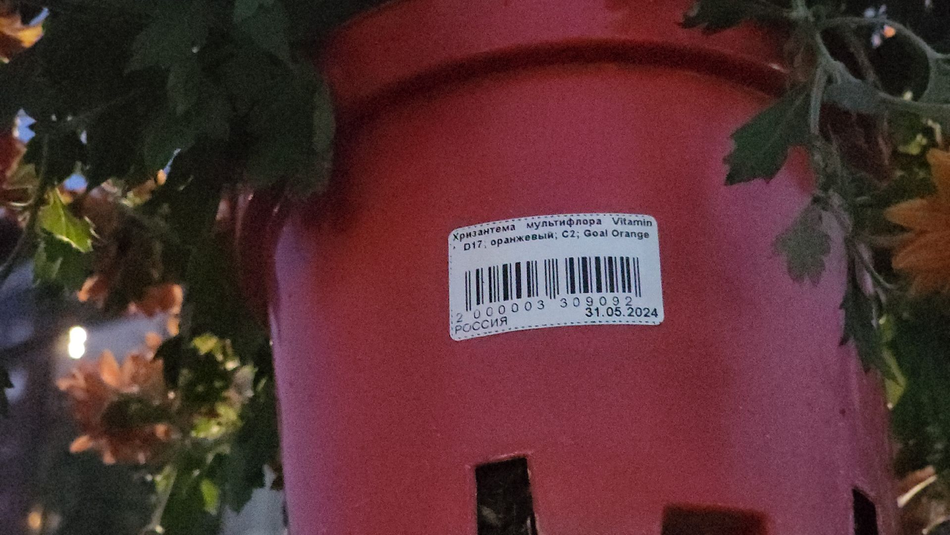 долгопрудный, проспект пацаева, петунии, хризантемы, вертикальные клумбы,