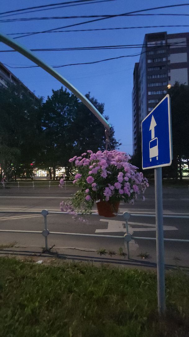 долгопрудный, проспект пацаева, петунии, хризантемы, вертикальные клумбы,