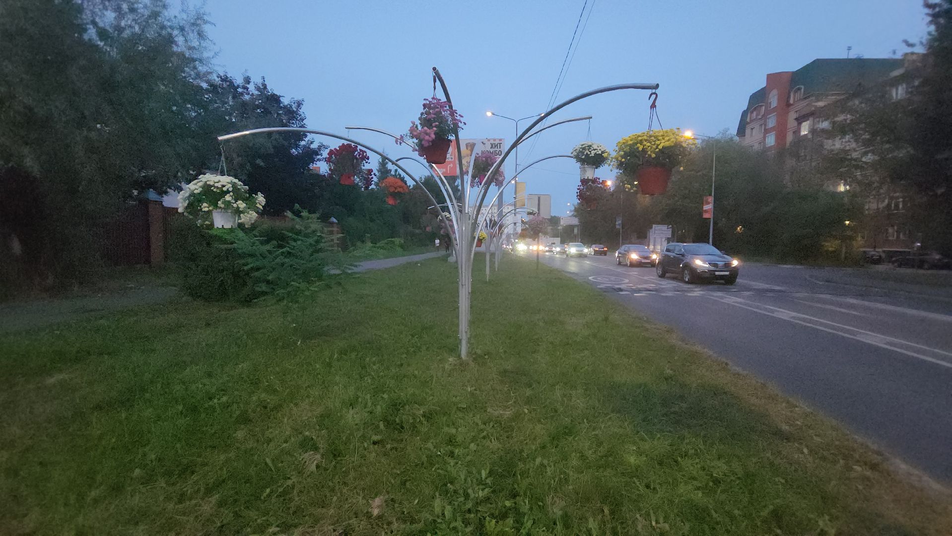 долгопрудный, проспект пацаева, петунии, хризантемы, вертикальные клумбы,