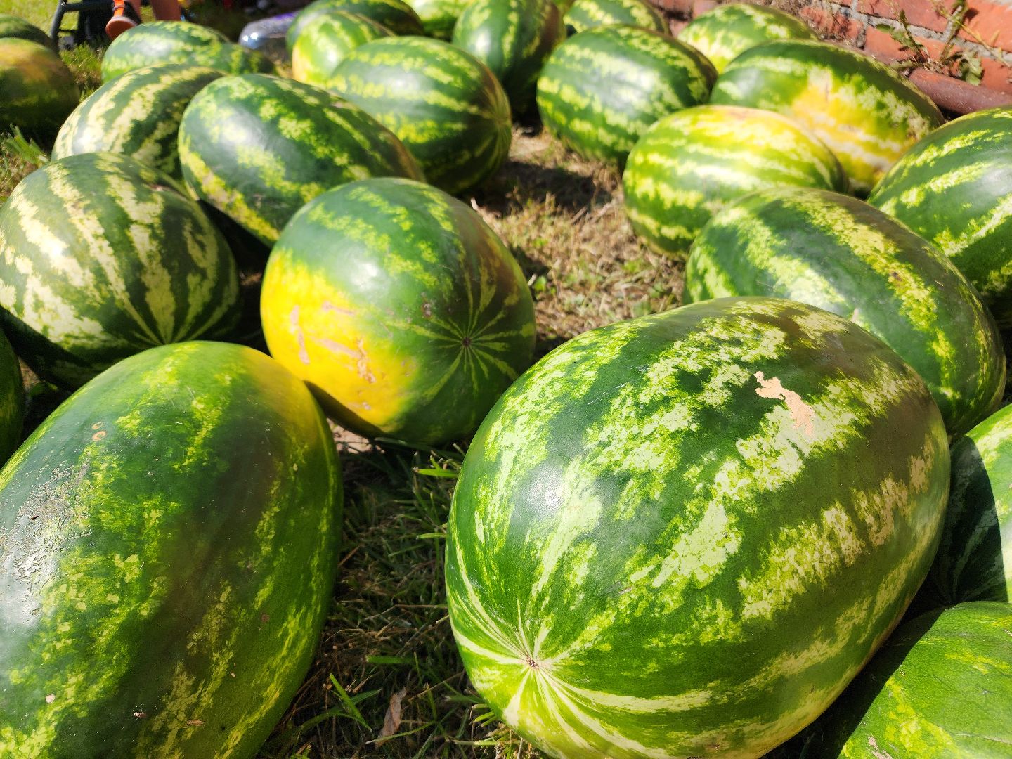 волоколамск, Арбузник, воздушные змеи,