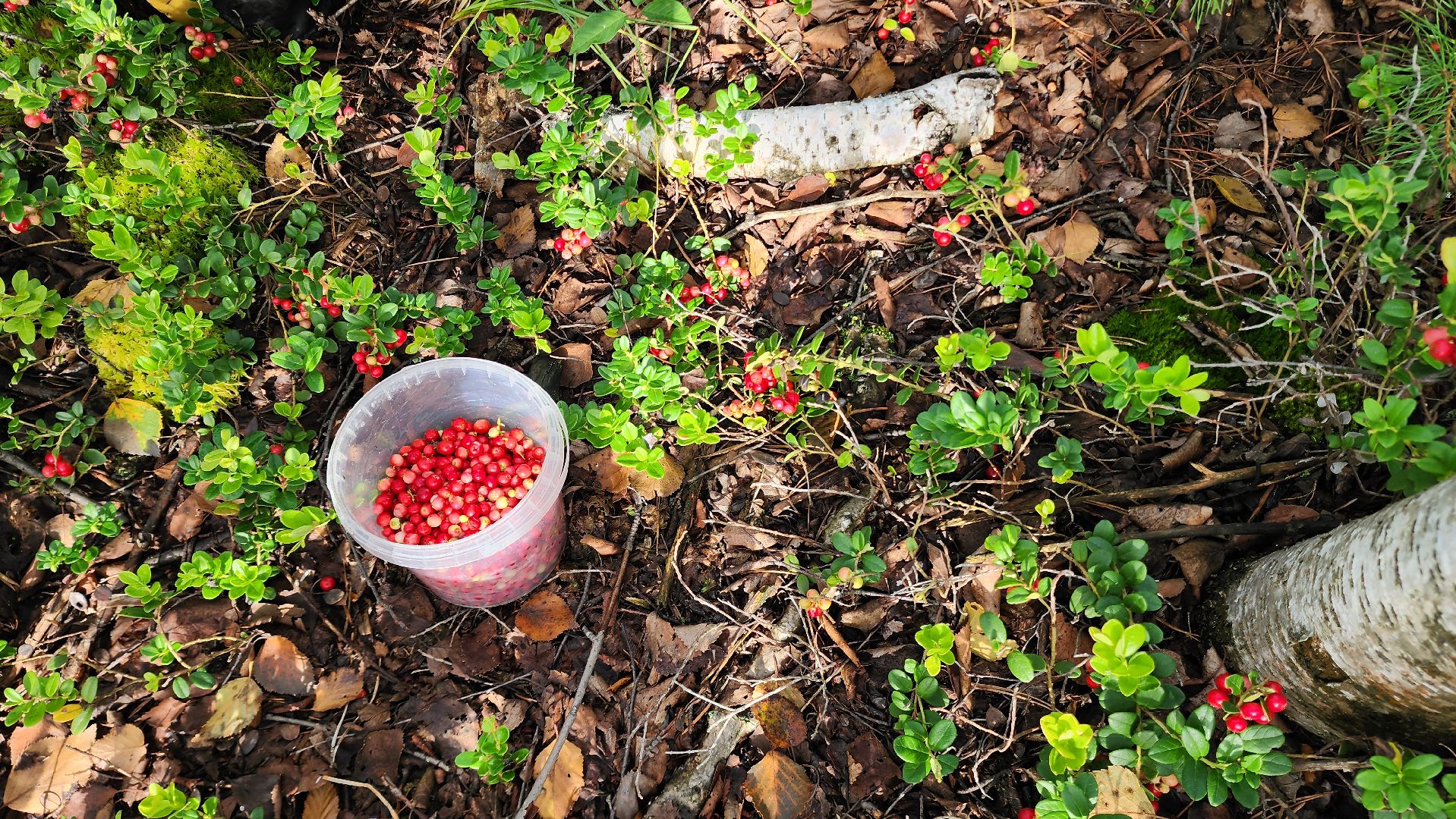шатура, брусника, лесной виноград, сбор урожая, путешествие, туризм,