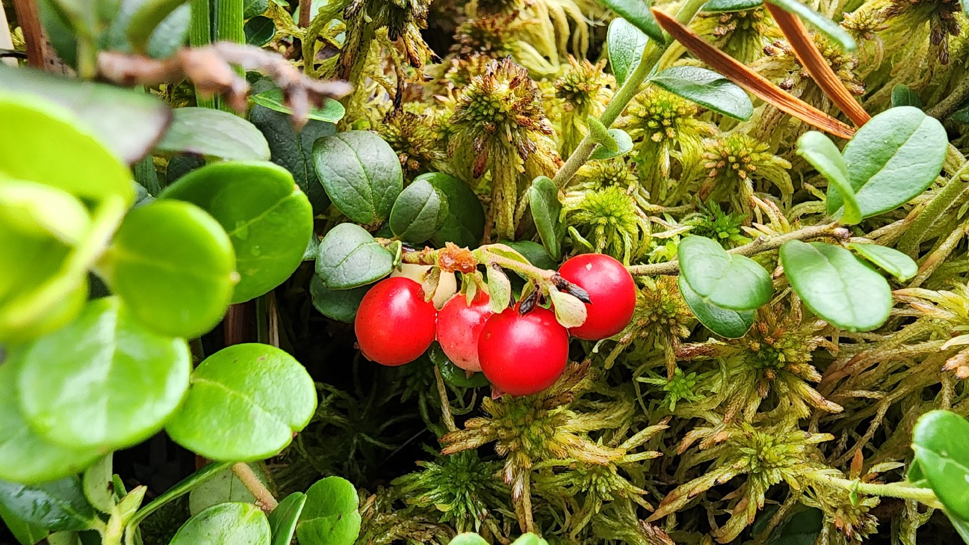 шатура, брусника, лесной виноград, сбор урожая, путешествие, туризм,