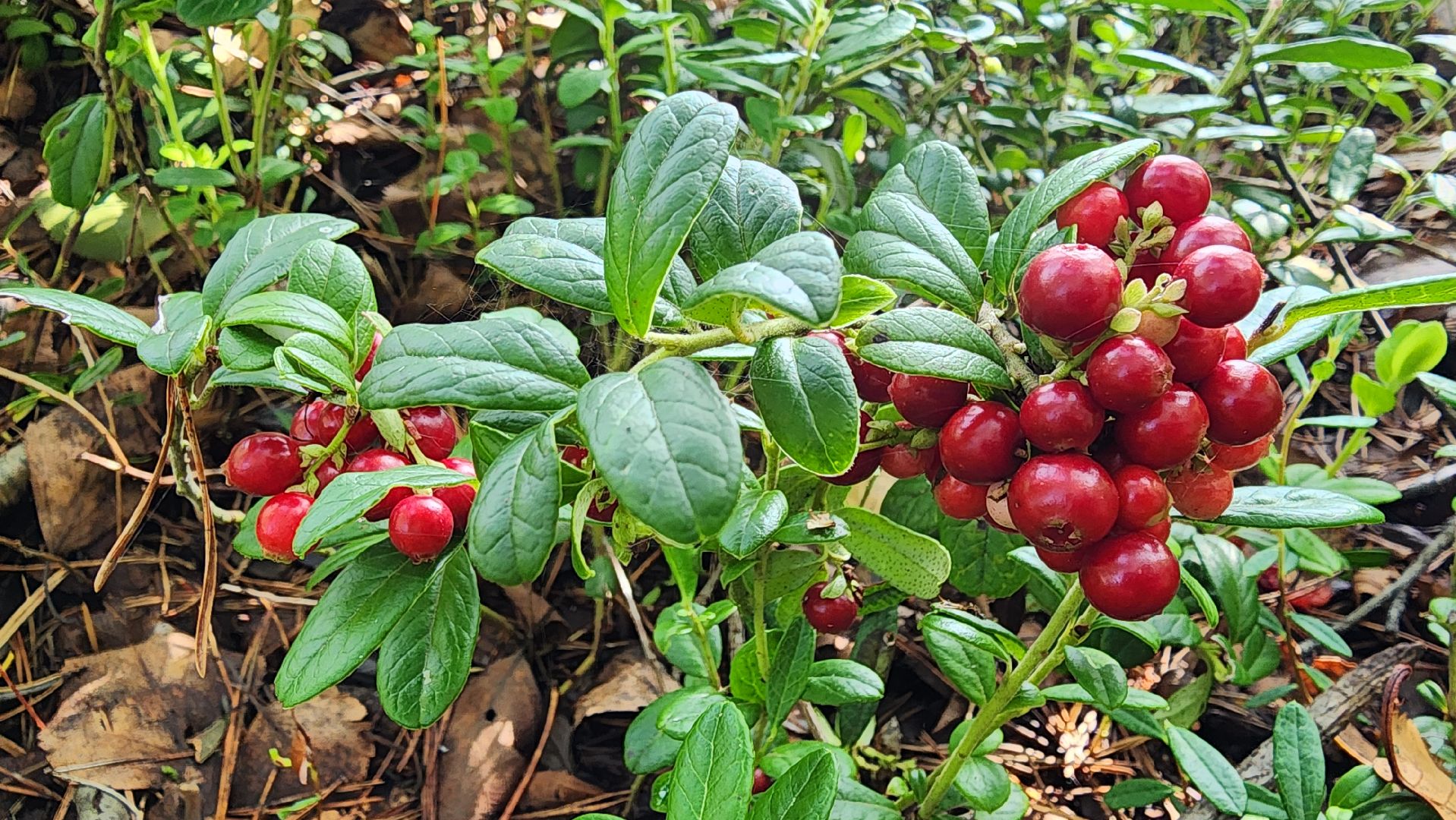 шатура, брусника, лесной виноград, сбор урожая, путешествие, туризм,