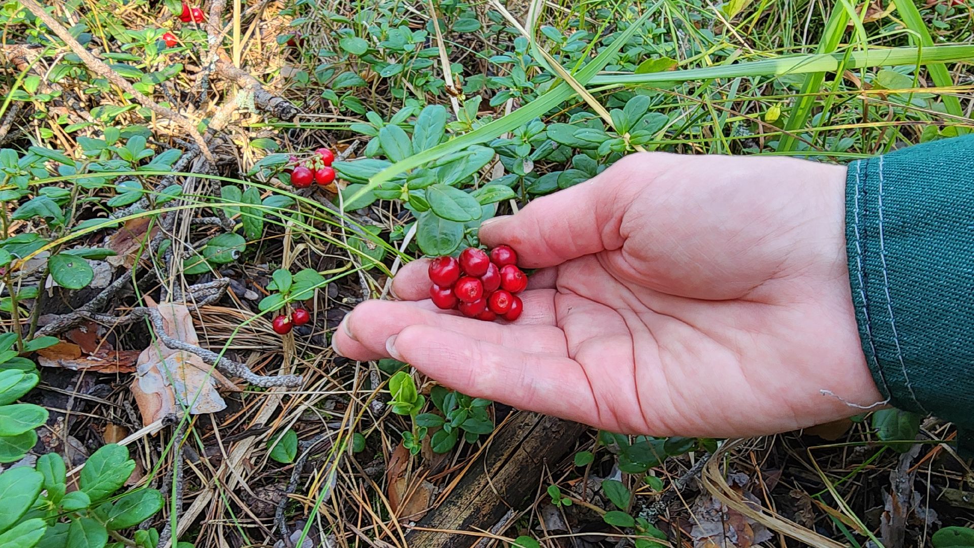шатура, брусника, лесной виноград, сбор урожая, путешествие, туризм,